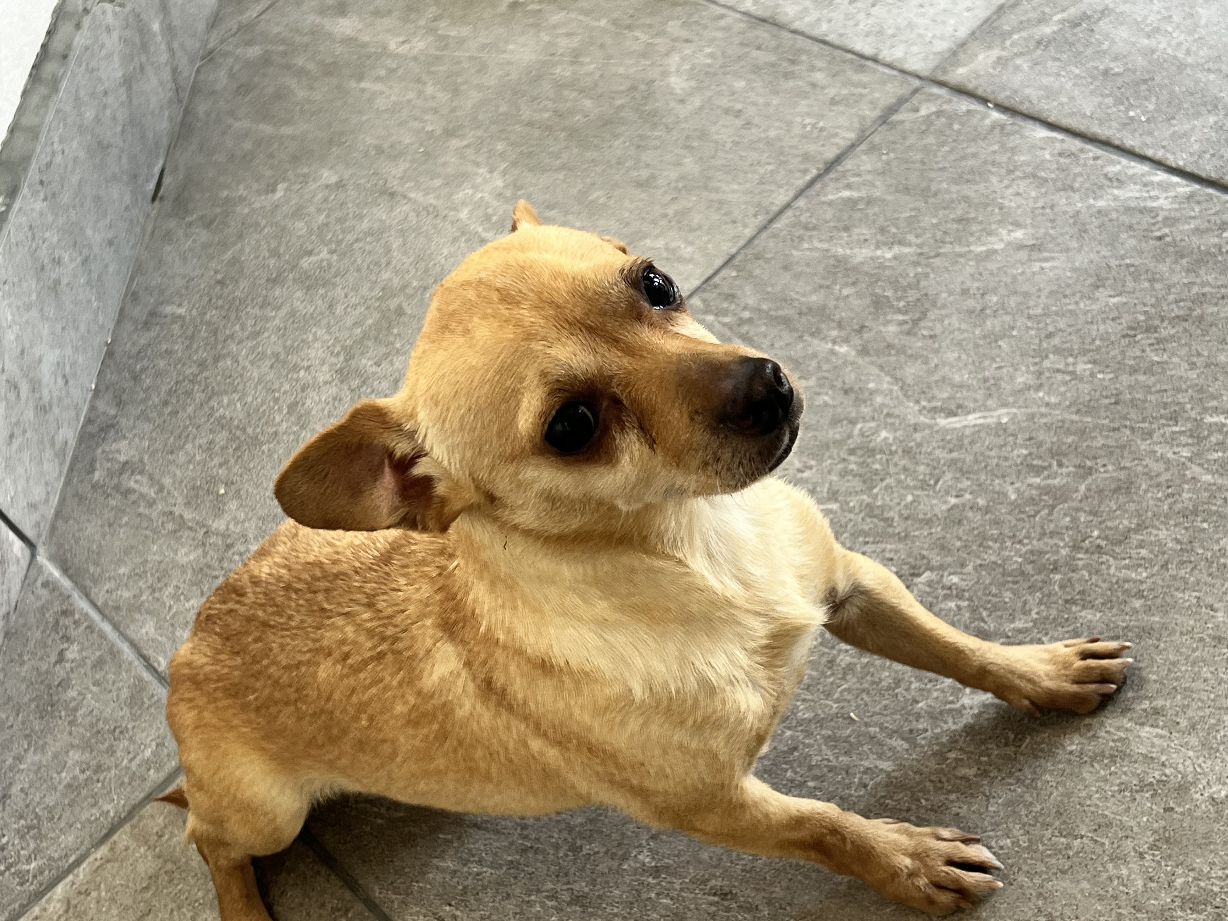 Foto de Odie con microchip 990000014111322