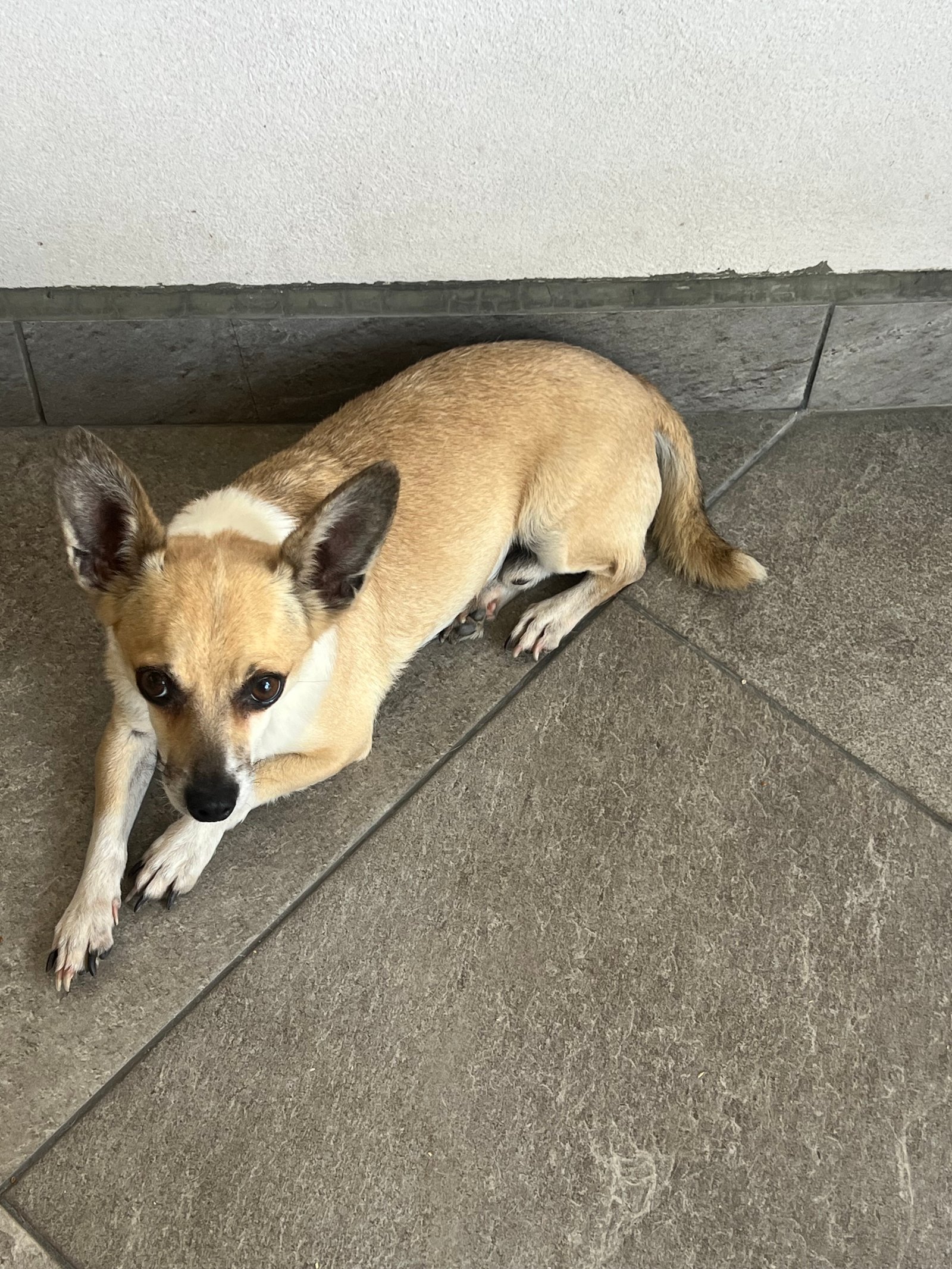Foto de Larry con microchip 990000014111280