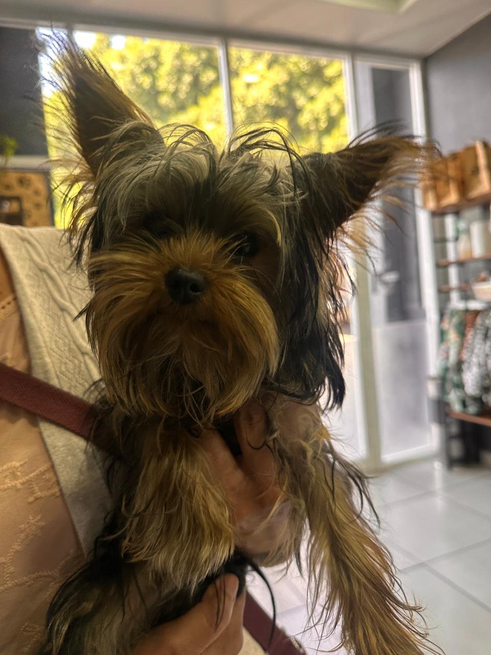 Foto de NOVY con microchip 990000012839603