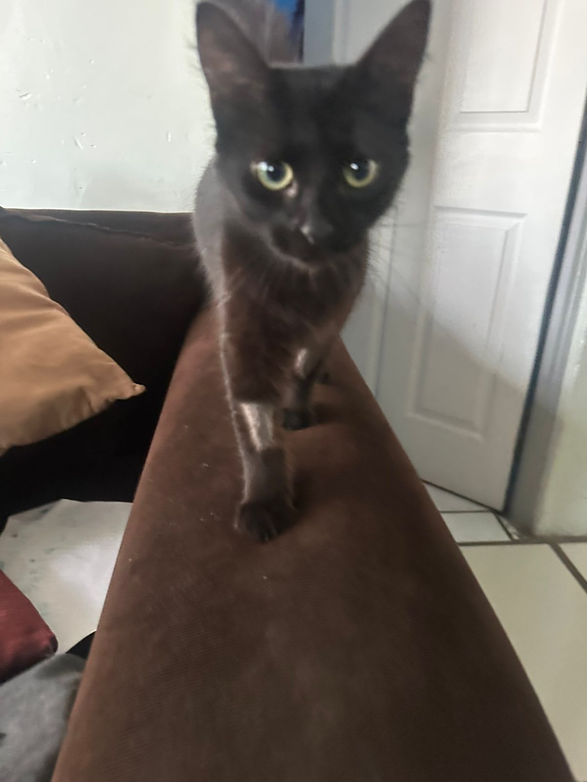 Foto de Belze con microchip 990000012849435