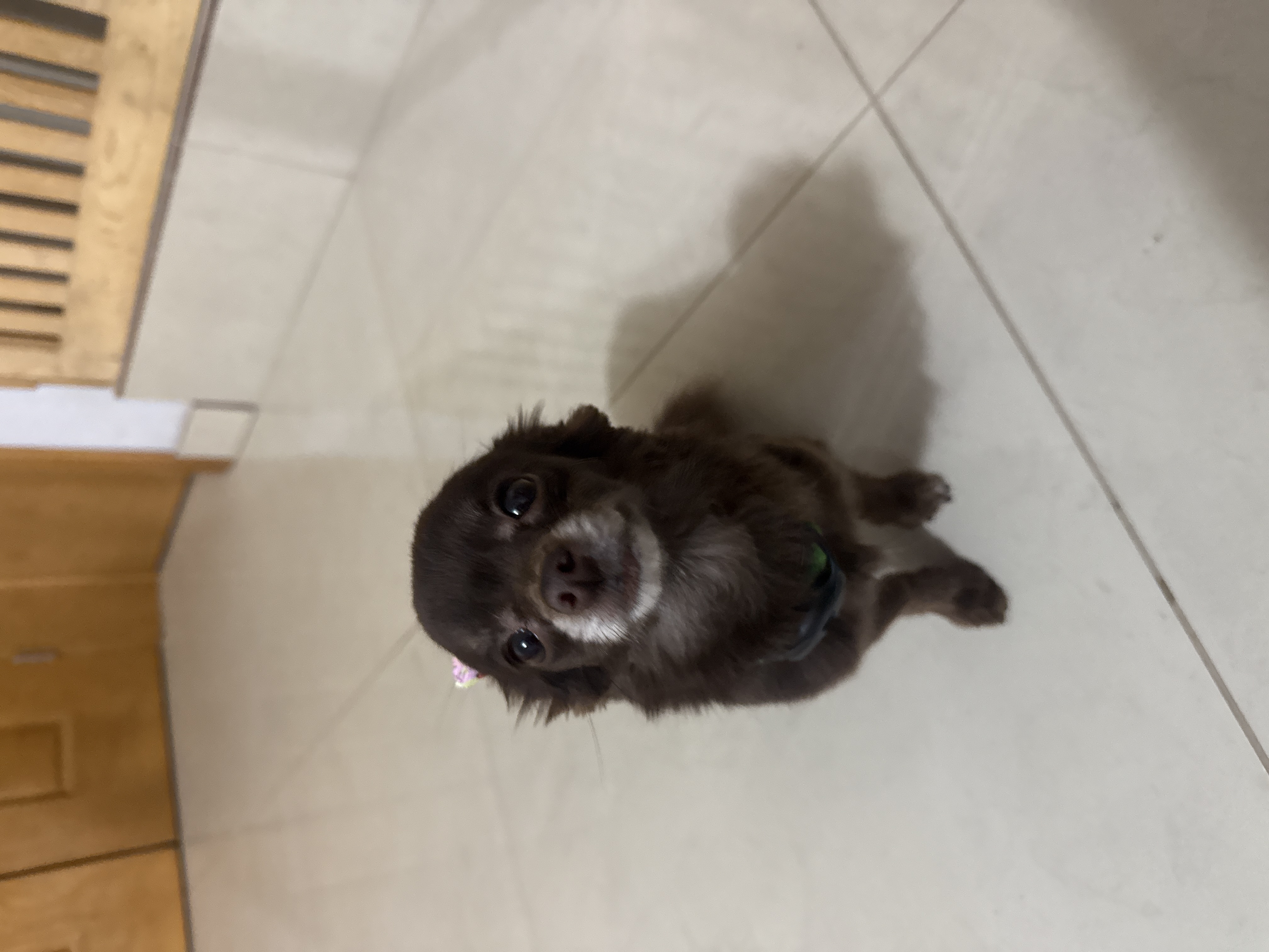 Foto de Burbu con microchip 990000012841148