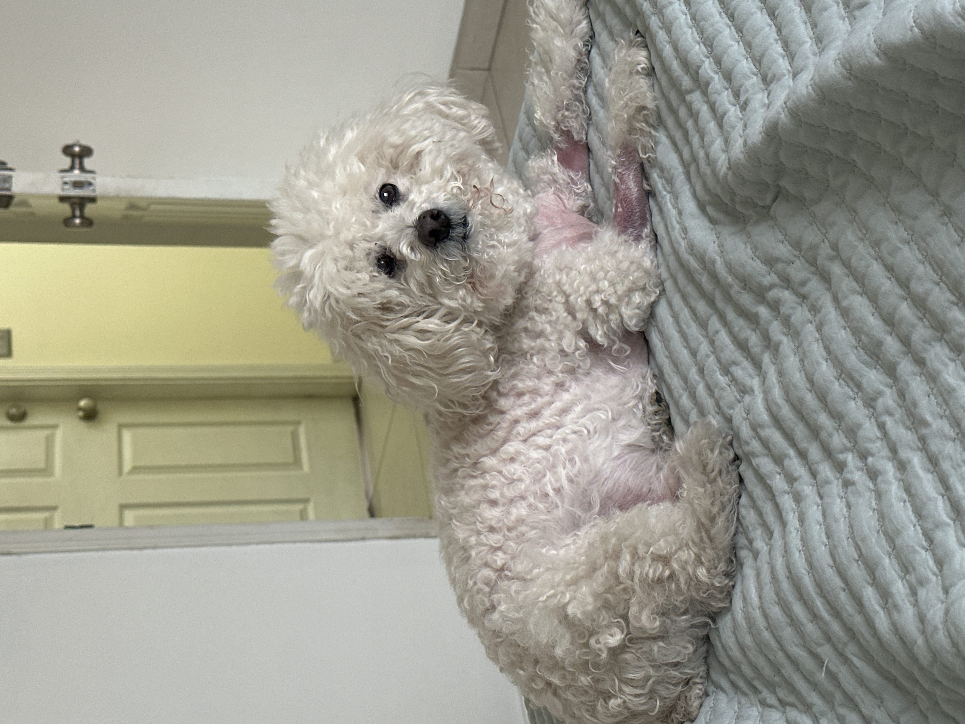 Foto de Coco con microchip 990000014111309