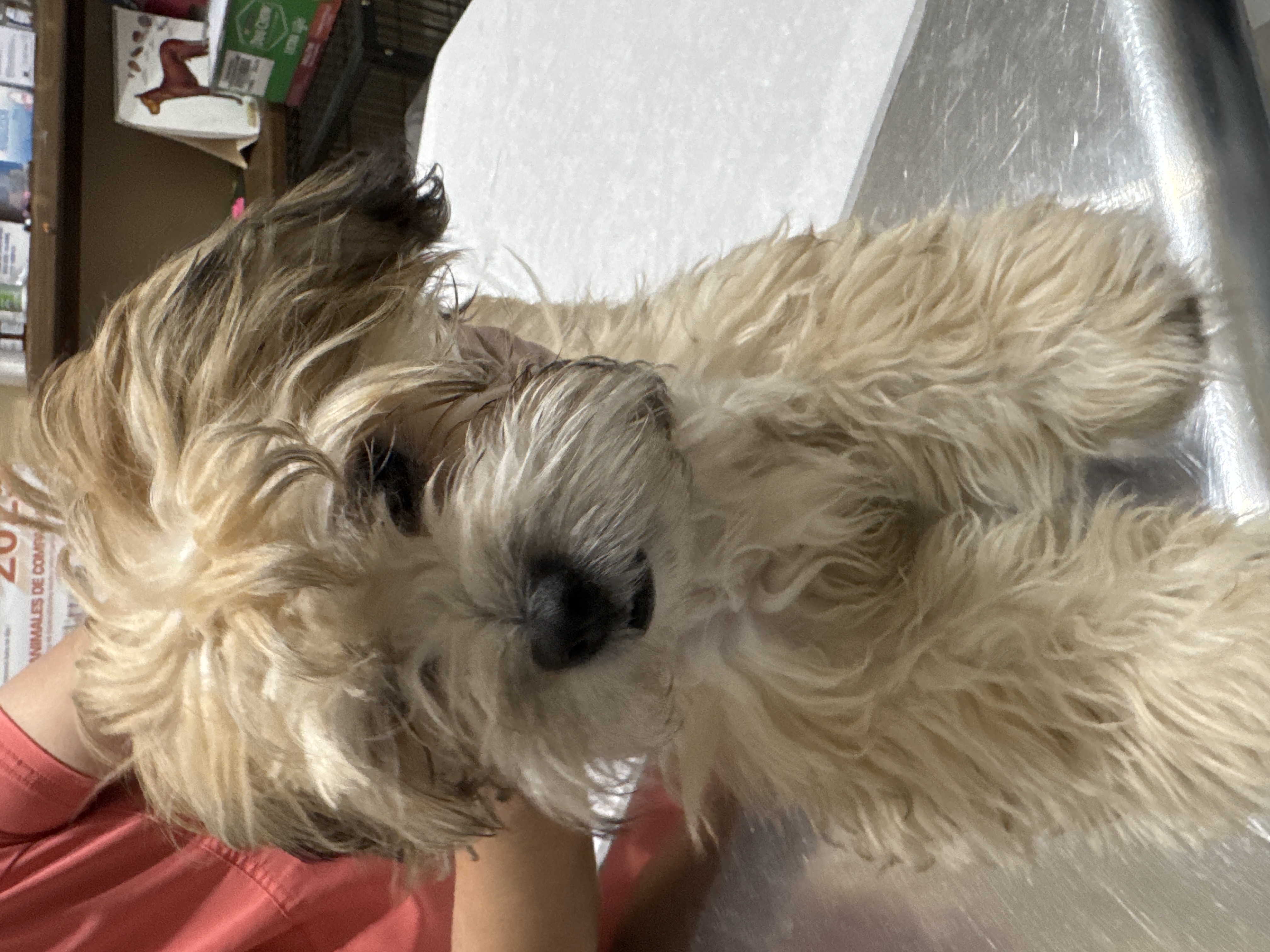 Foto de Rocky con microchip 990000012834481
