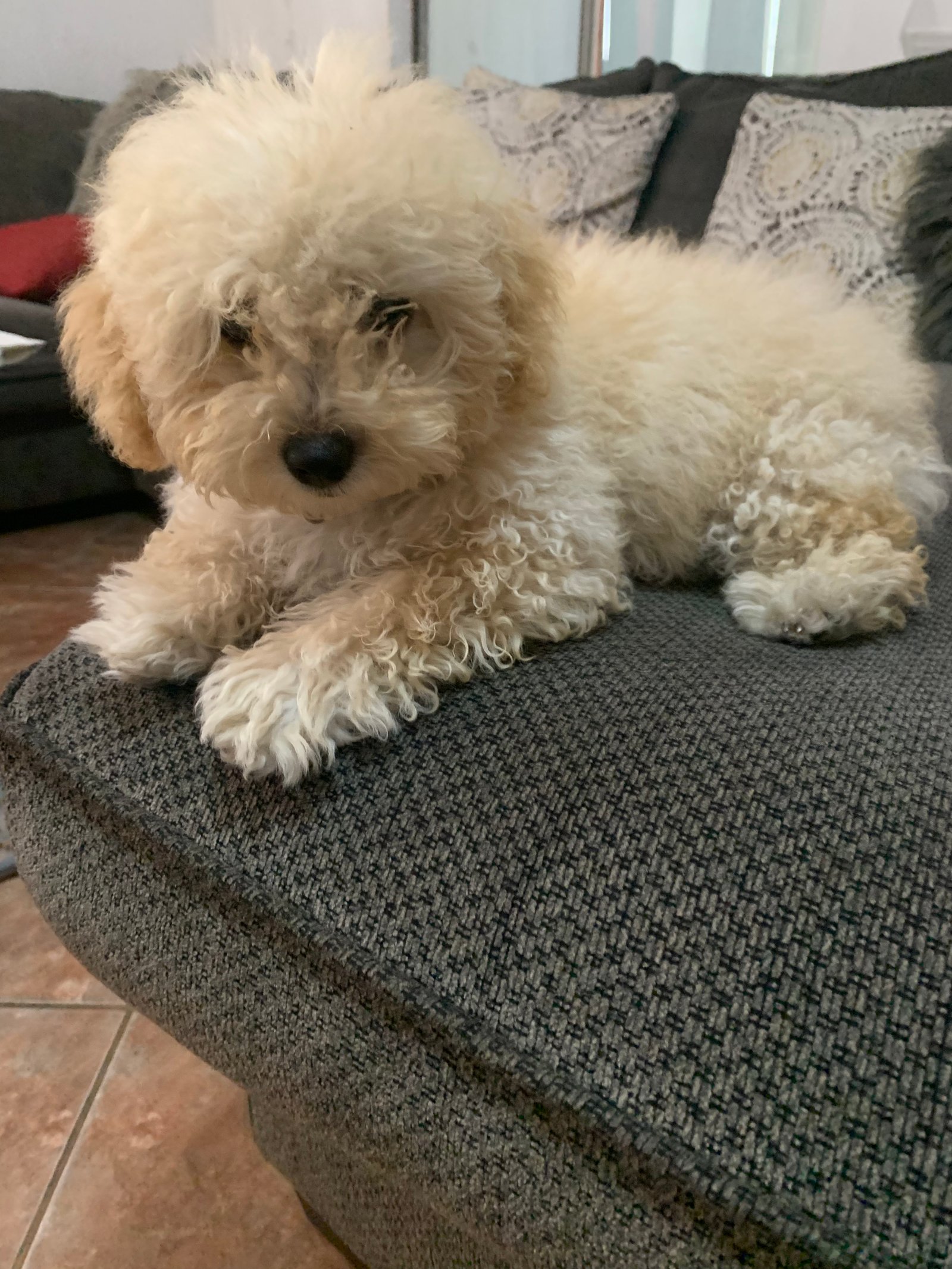 Foto de Myla Selfie con microchip 990000012822921