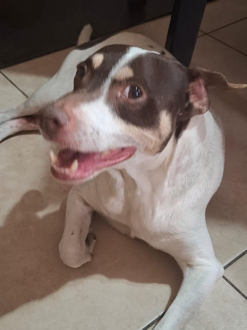 Foto de Rexy con microchip 990000012840041