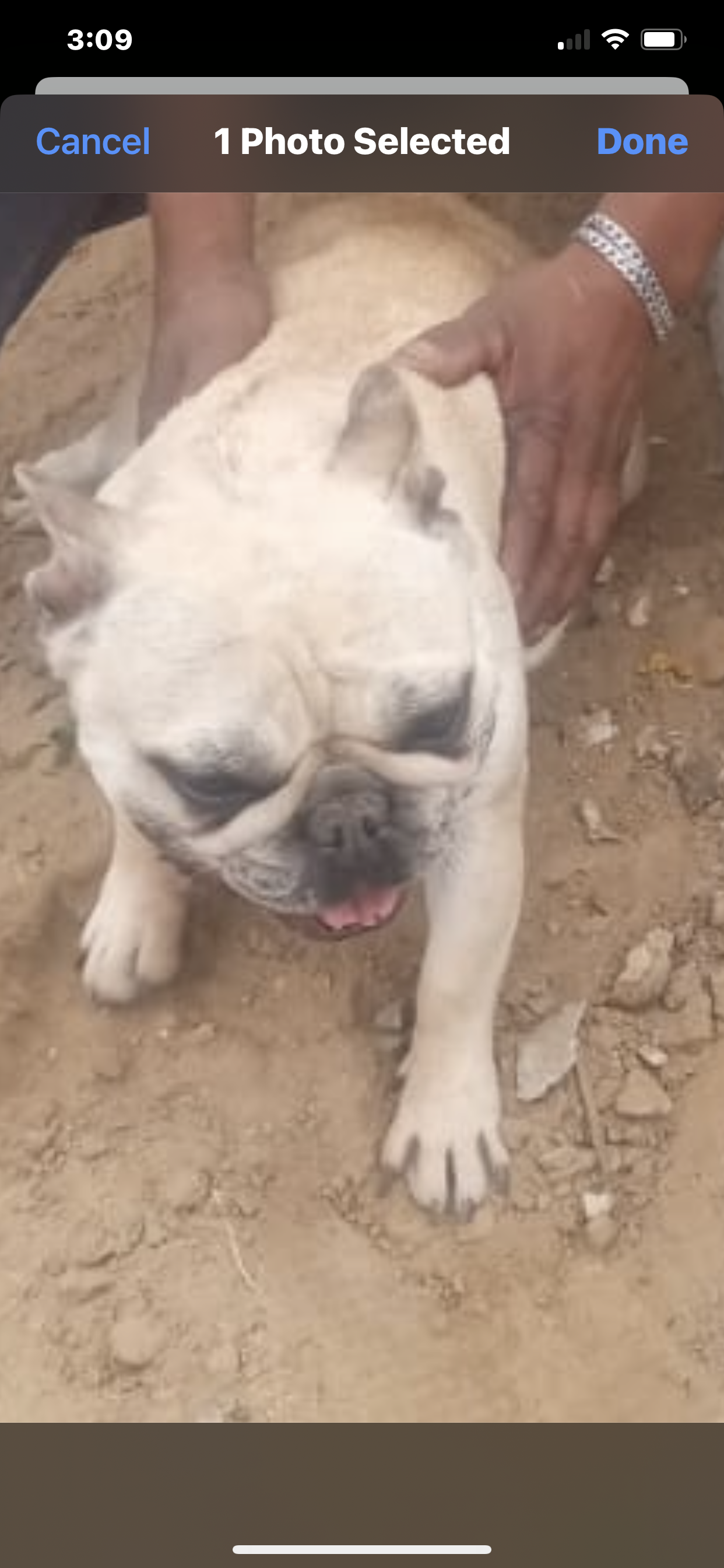 Foto de Daisy con microchip 990000012833998