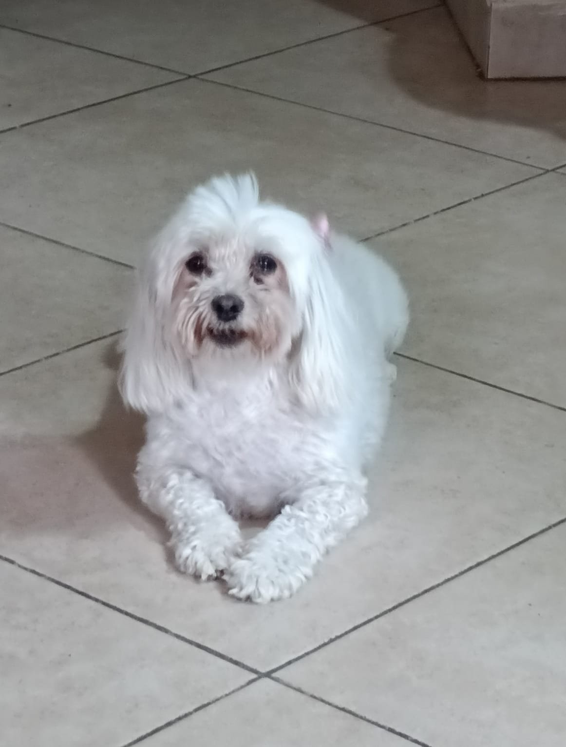 Foto de Candy con microchip 990000012840569