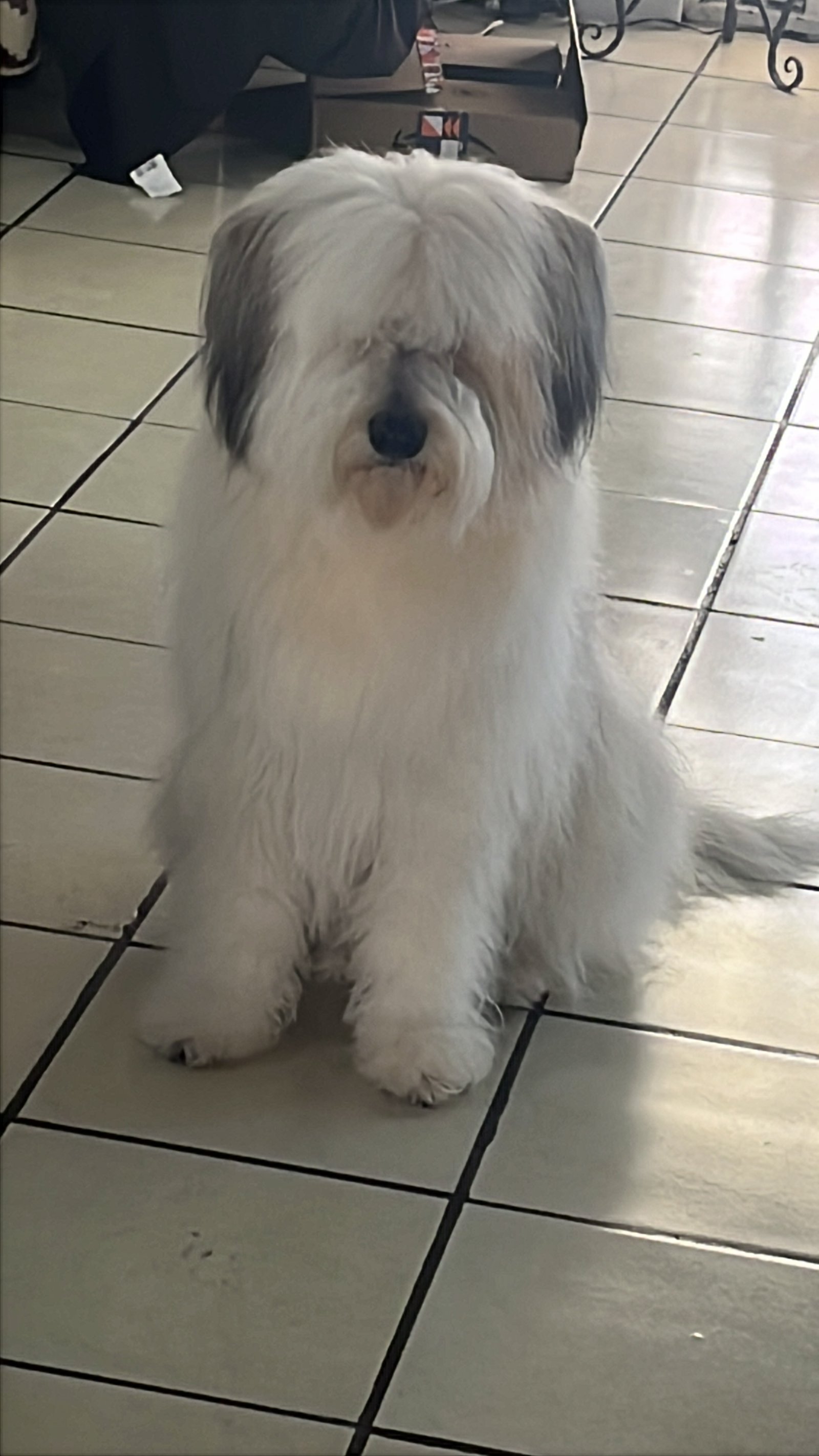Foto de Kira con microchip 990000012842113