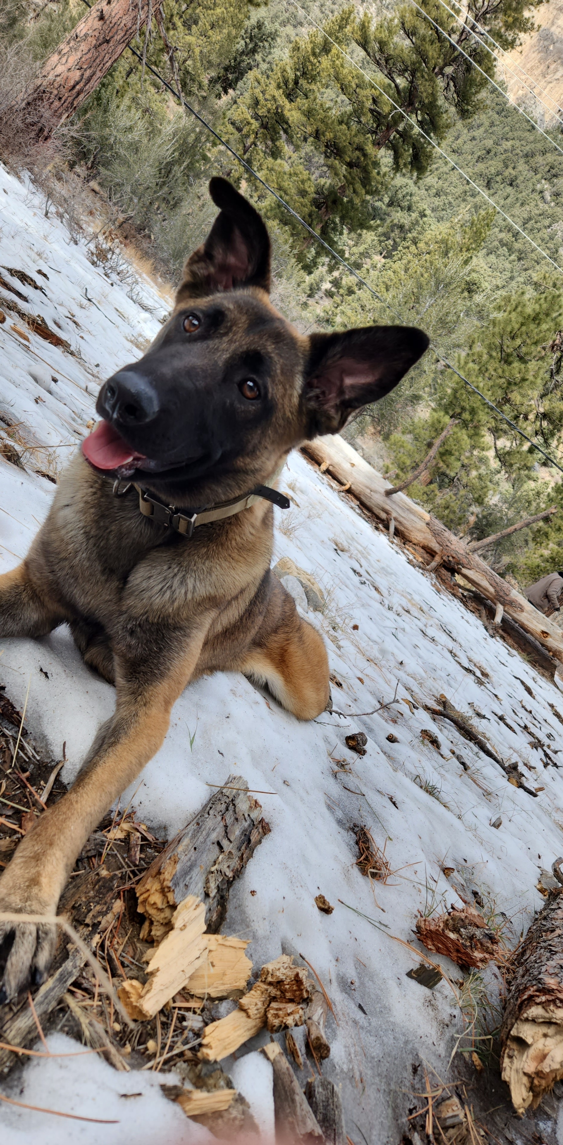 Foto de Harley con microchip 990000012849389