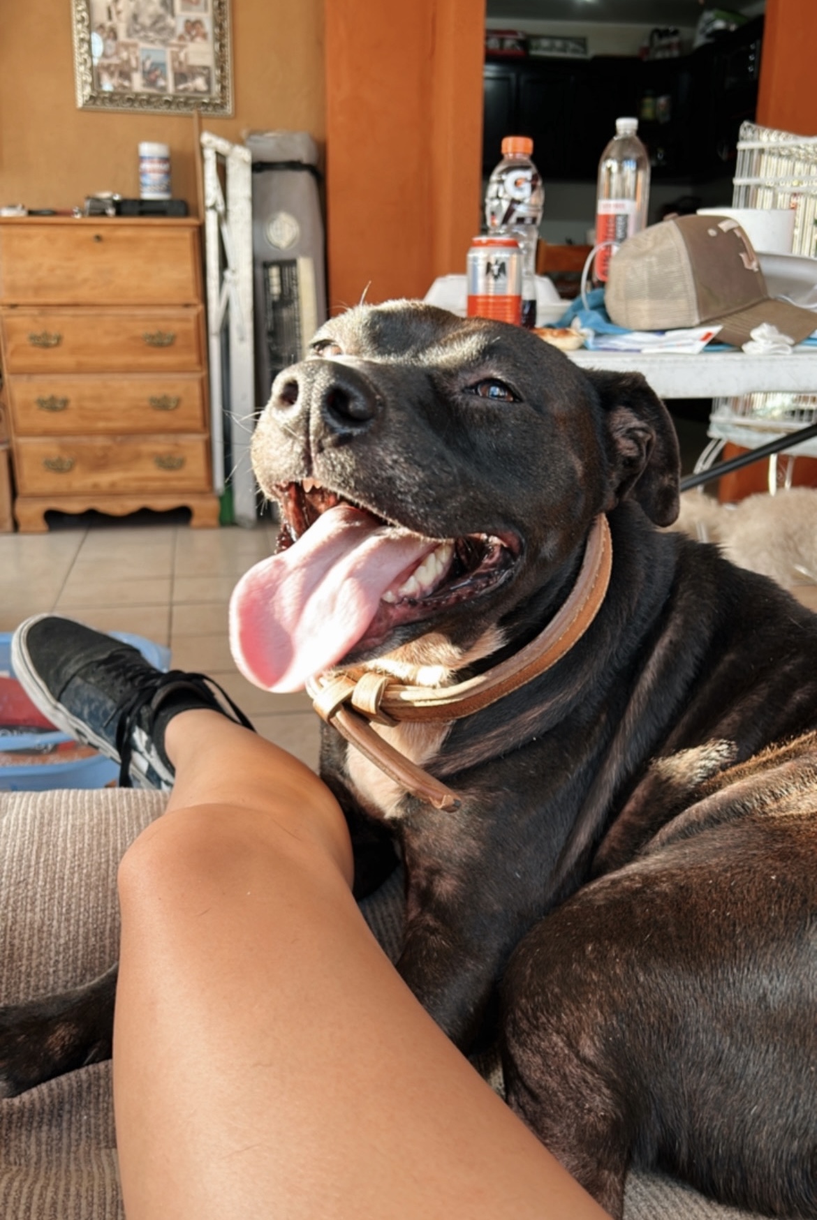 Foto de Dukesa con microchip 900263002322725
