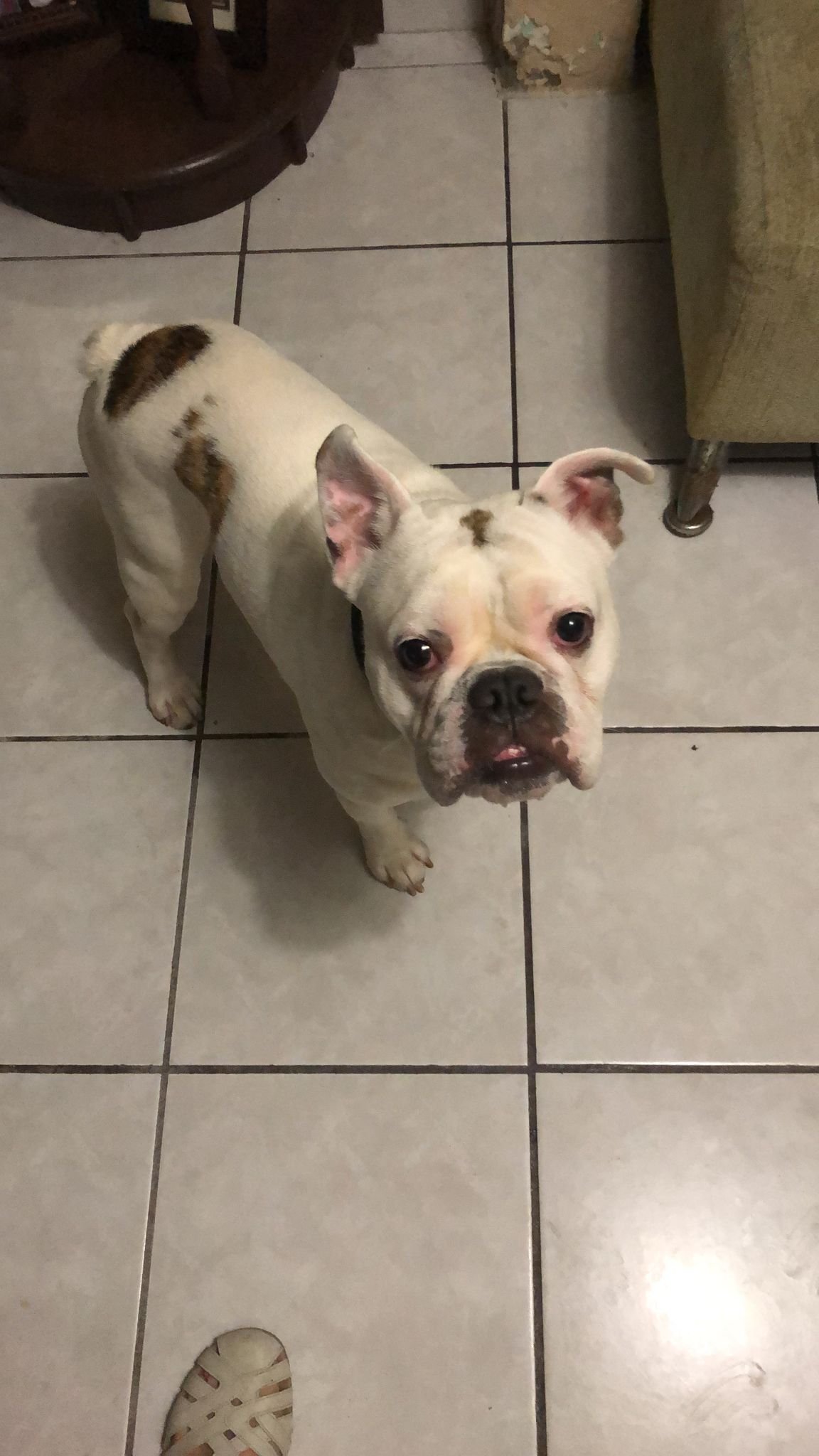 Foto de Milo con microchip 990000012836074