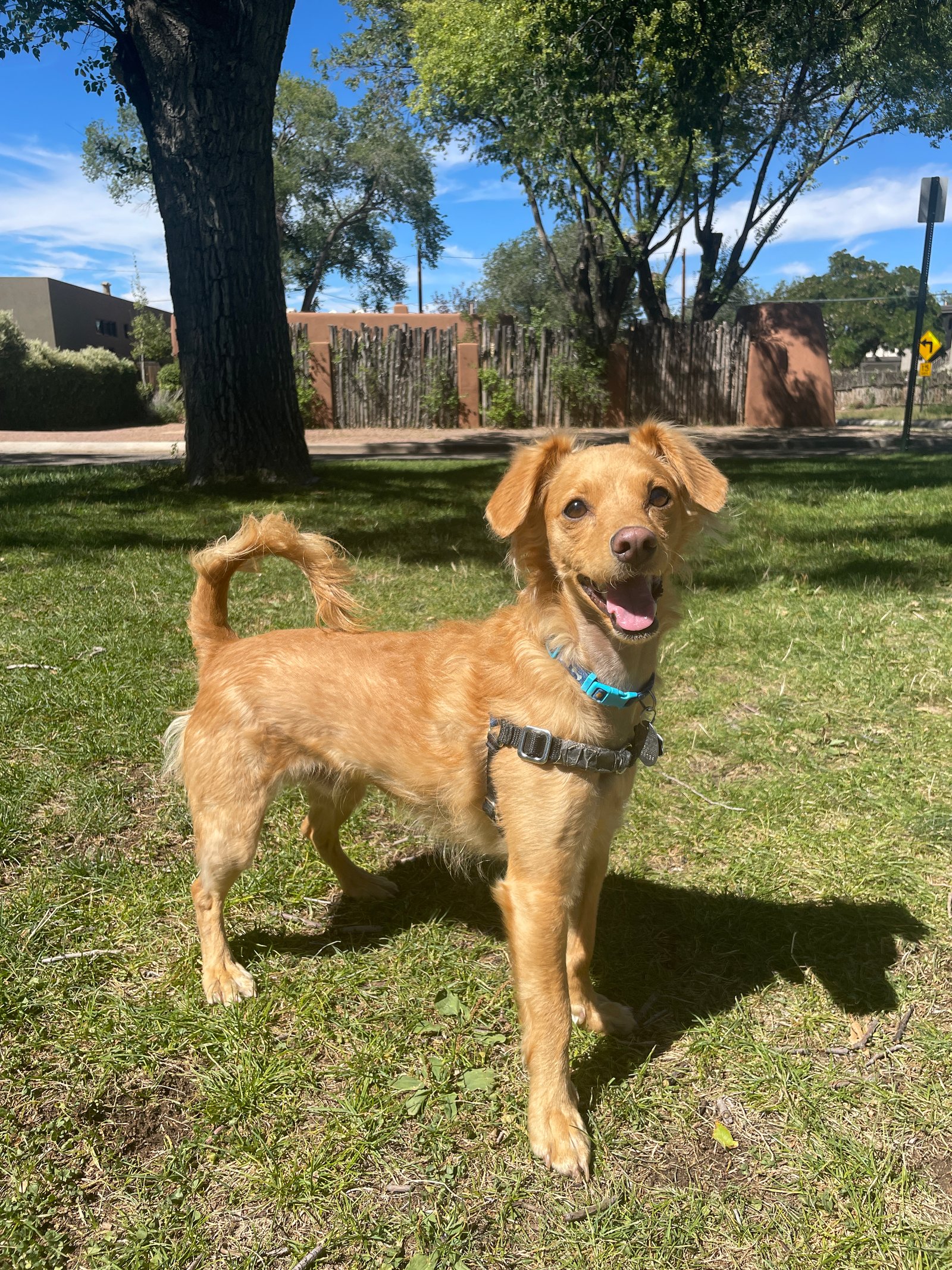 Foto de Archie con microchip 990000012842366