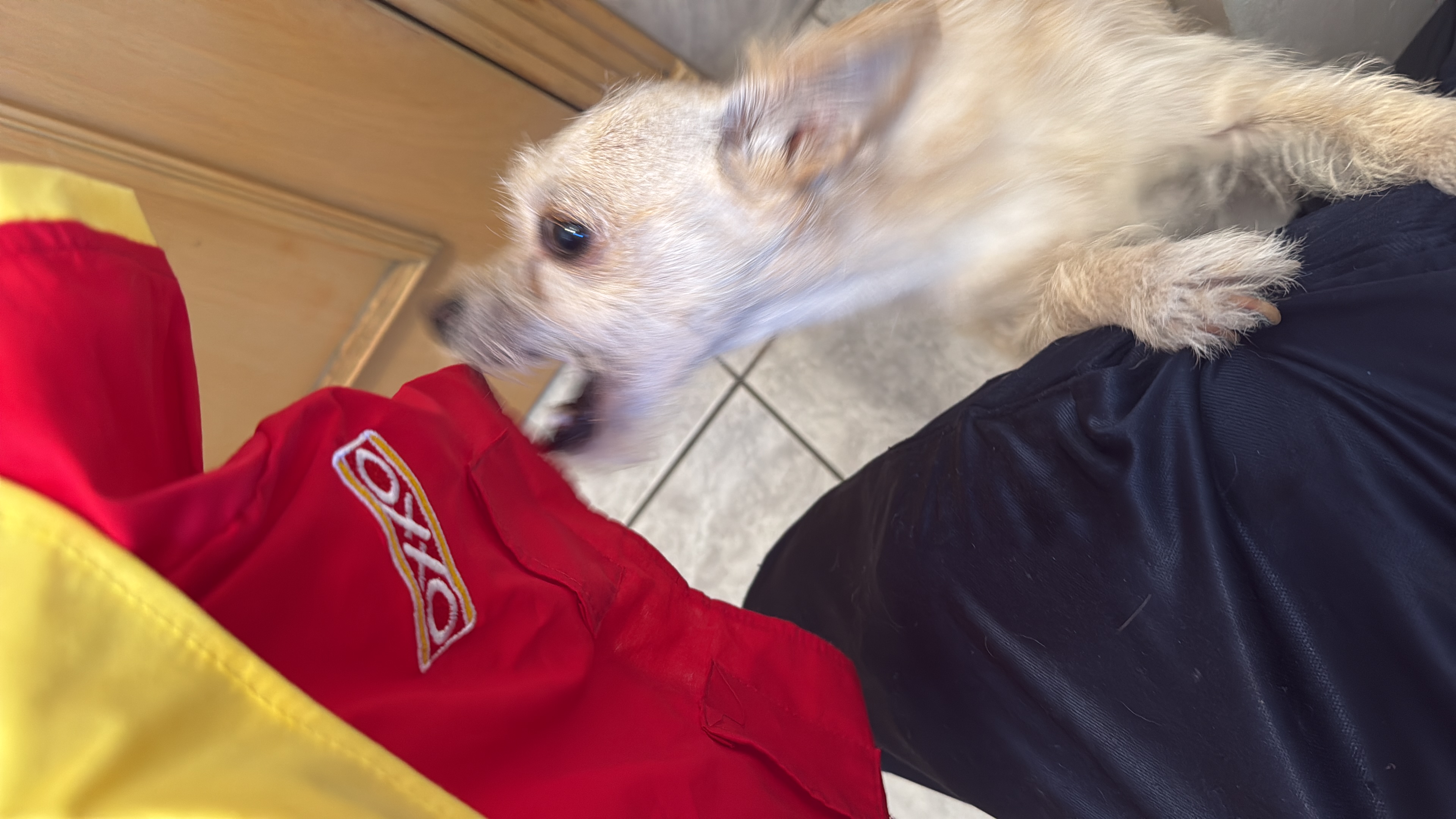 Foto de Griceldo con microchip 990000012848543