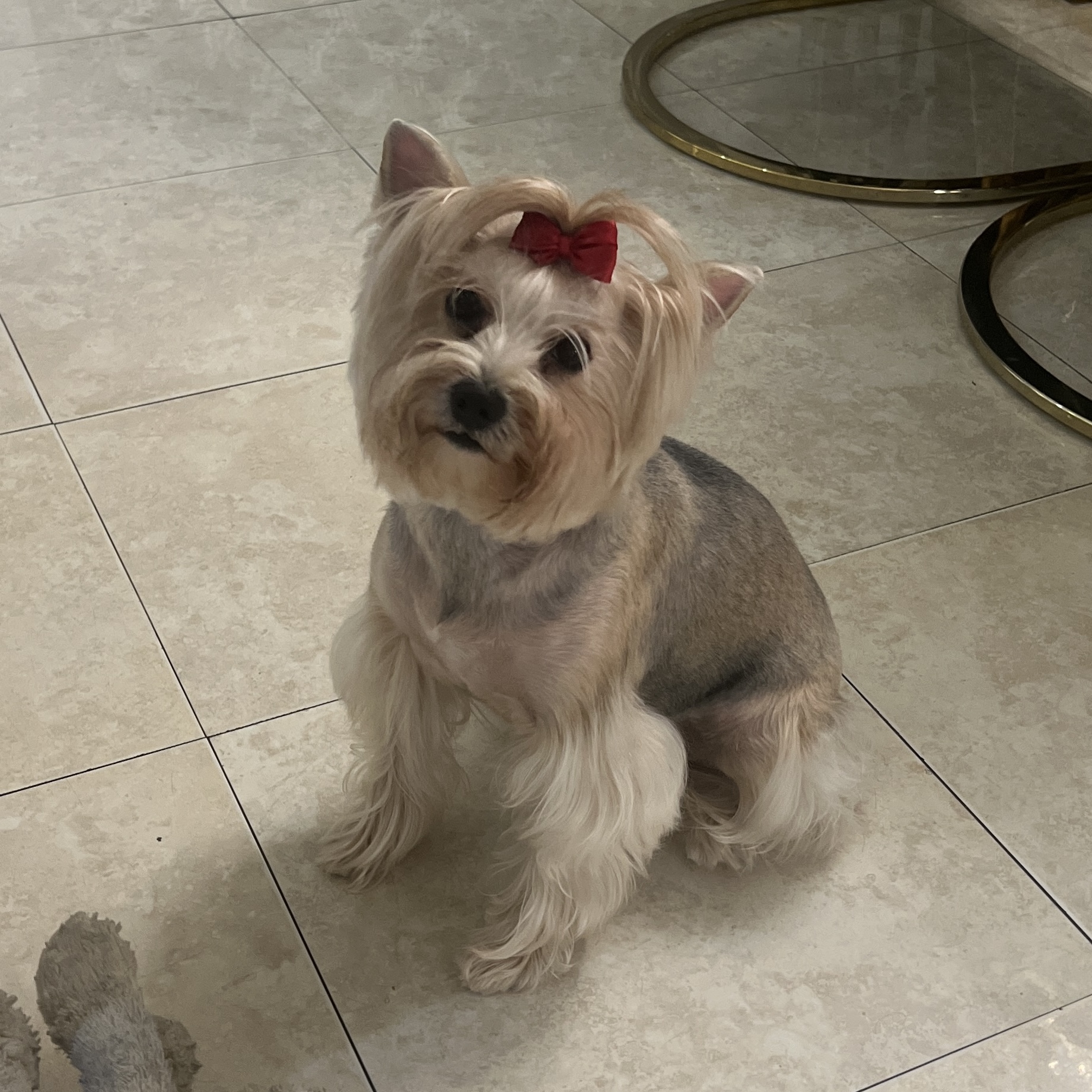 Foto de Laila Romero con microchip 990000012842026