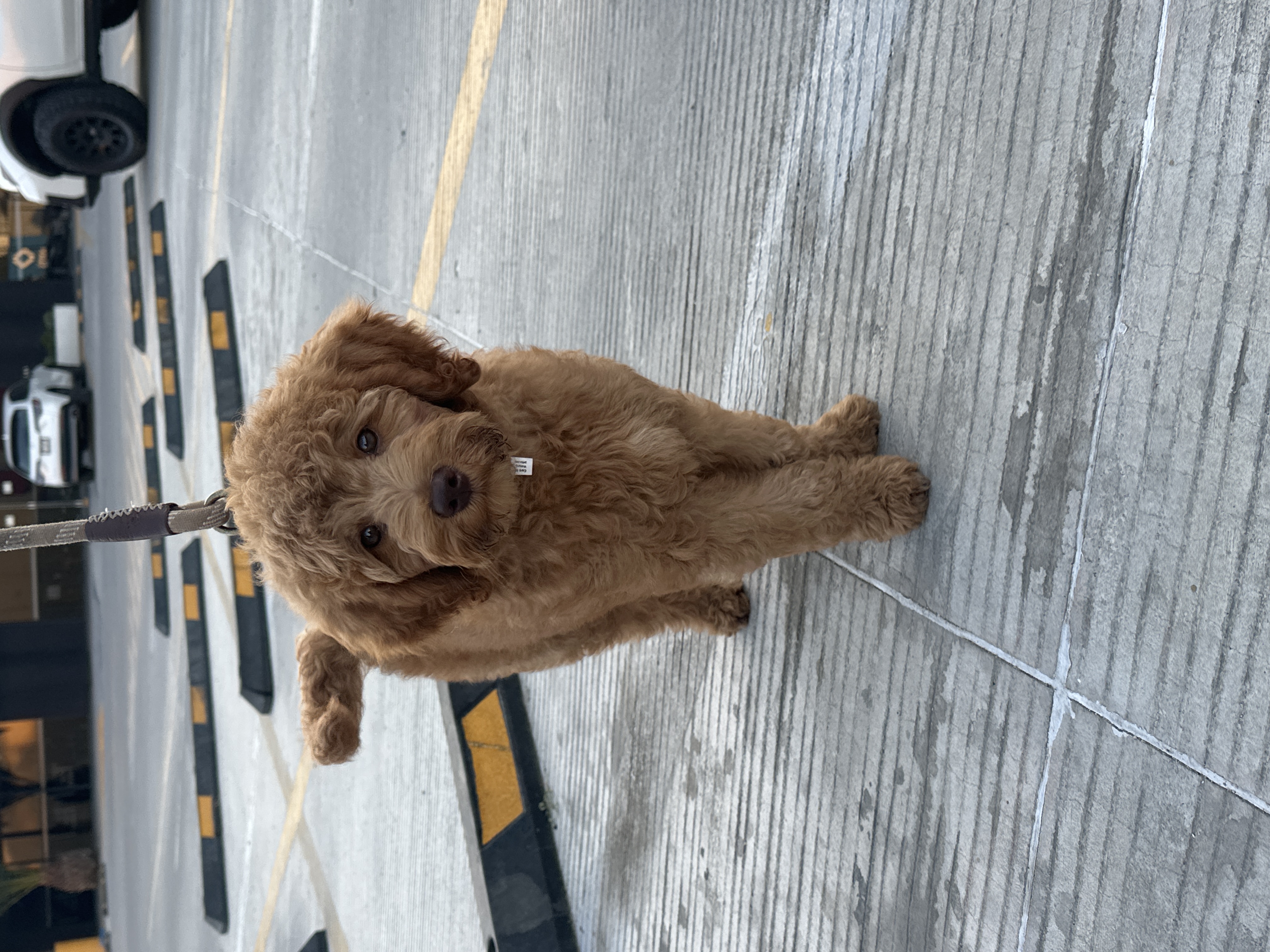 Foto de Teddy con microchip 990000012843486