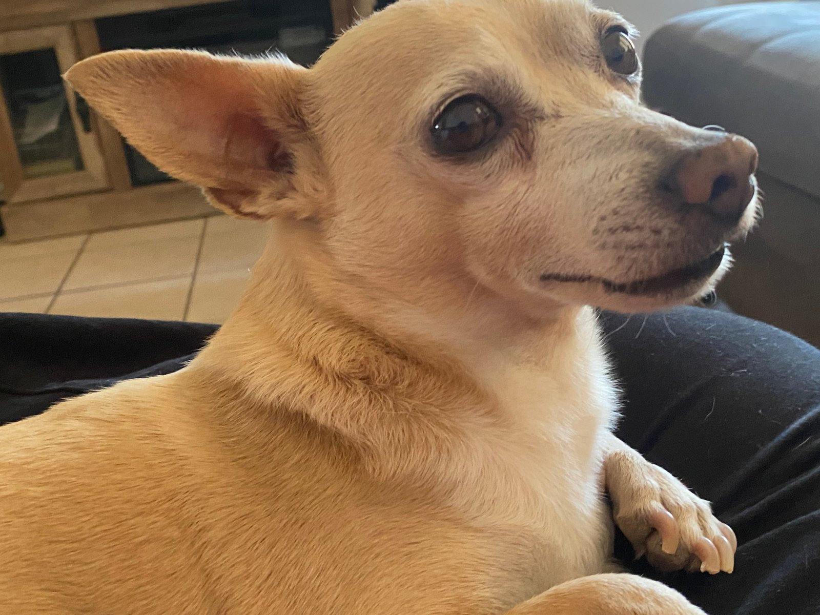 Foto de Mateo con microchip 990000013843182
