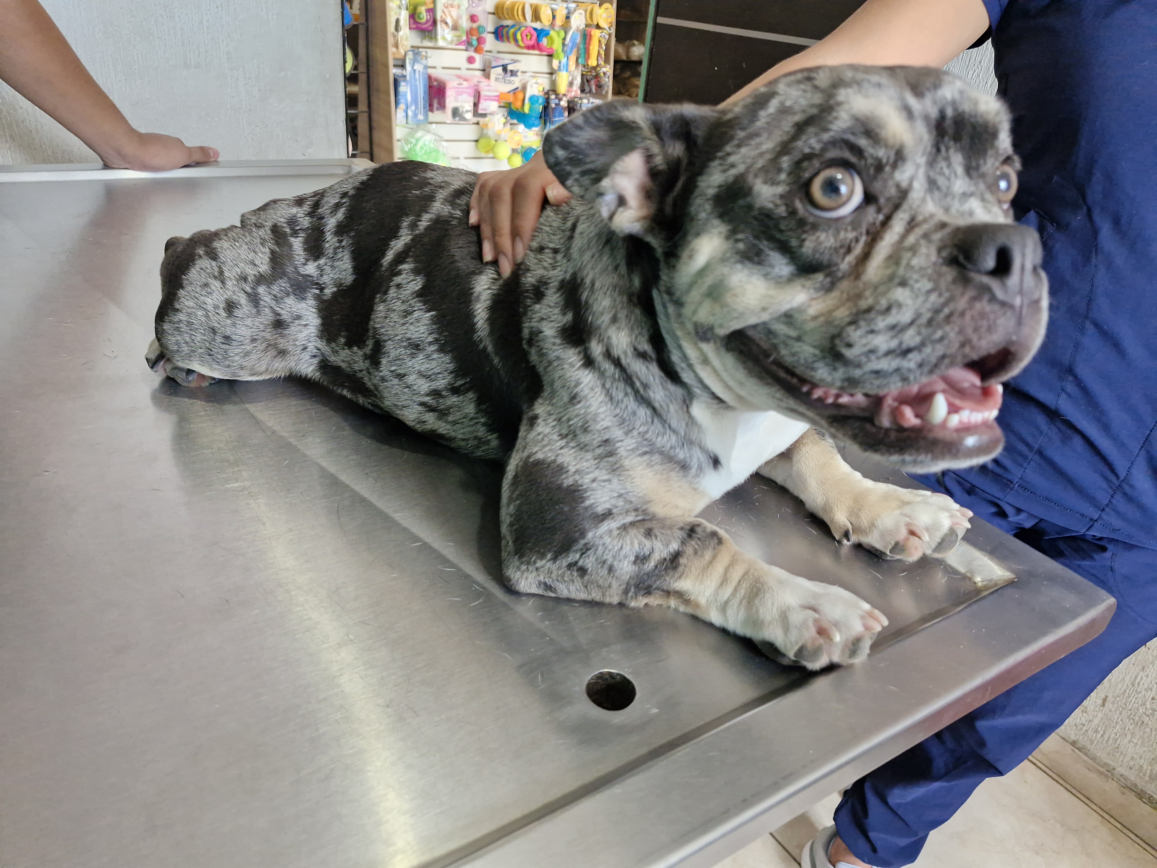 Foto de Rosita con microchip 990000012833610