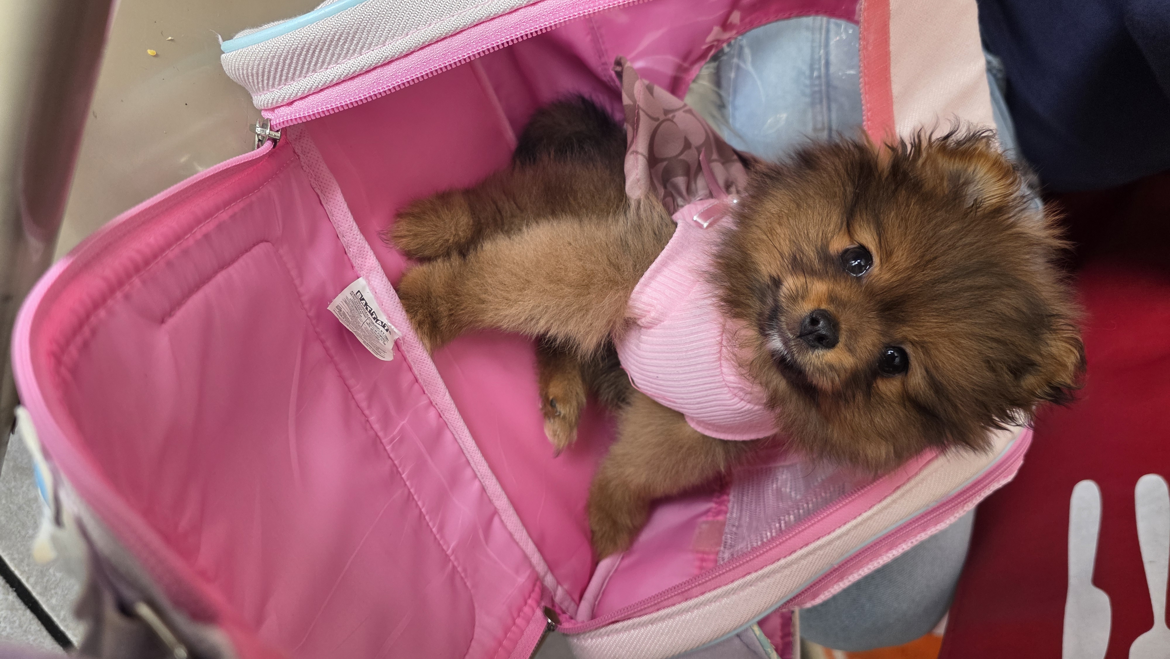 Foto de Molly con microchip 990000012843653