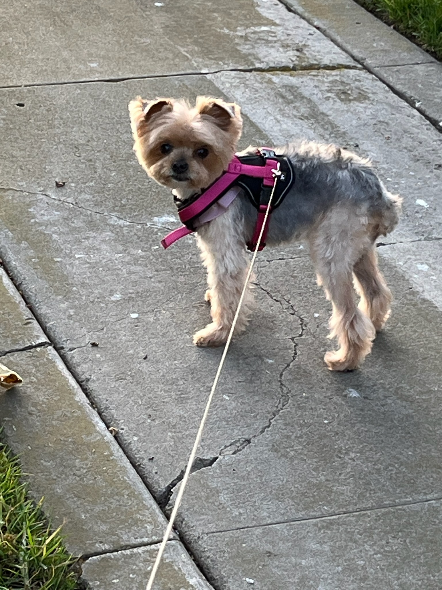 Foto de Ariel con microchip 990000012824398