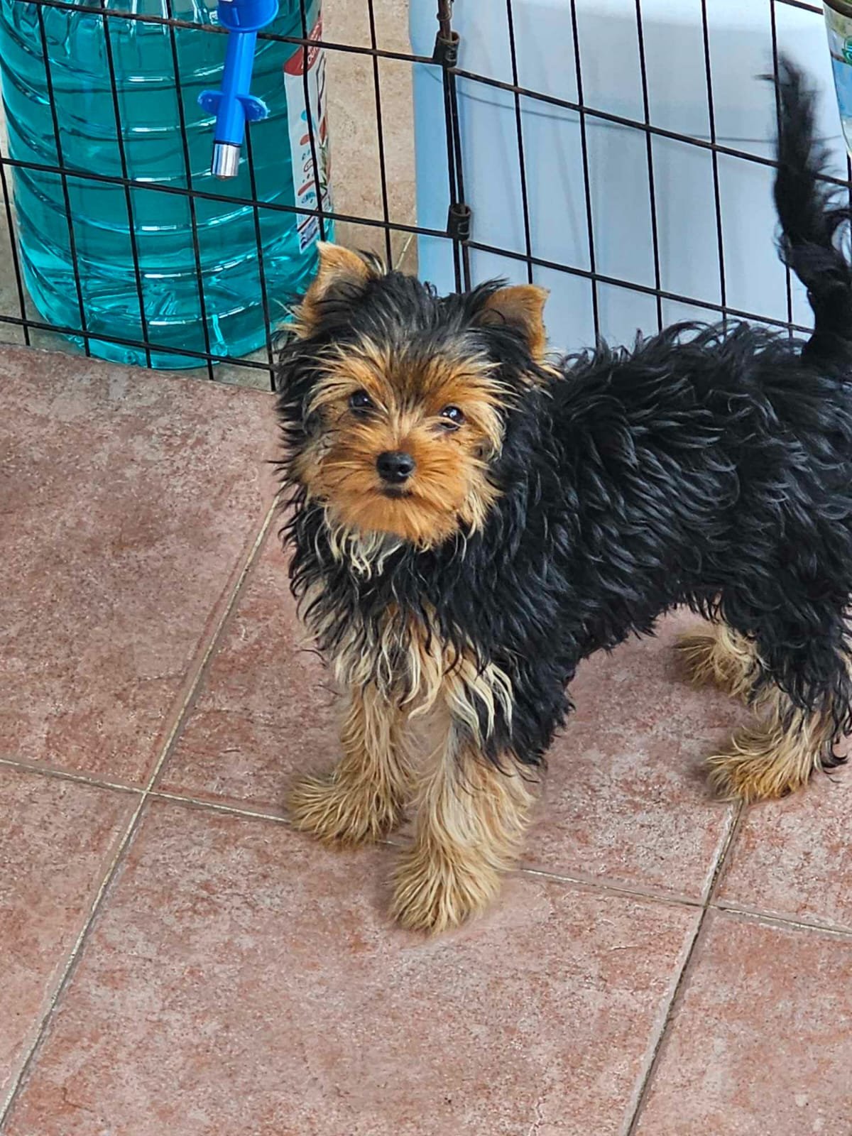 Foto de Pepper con microchip 990000014111396