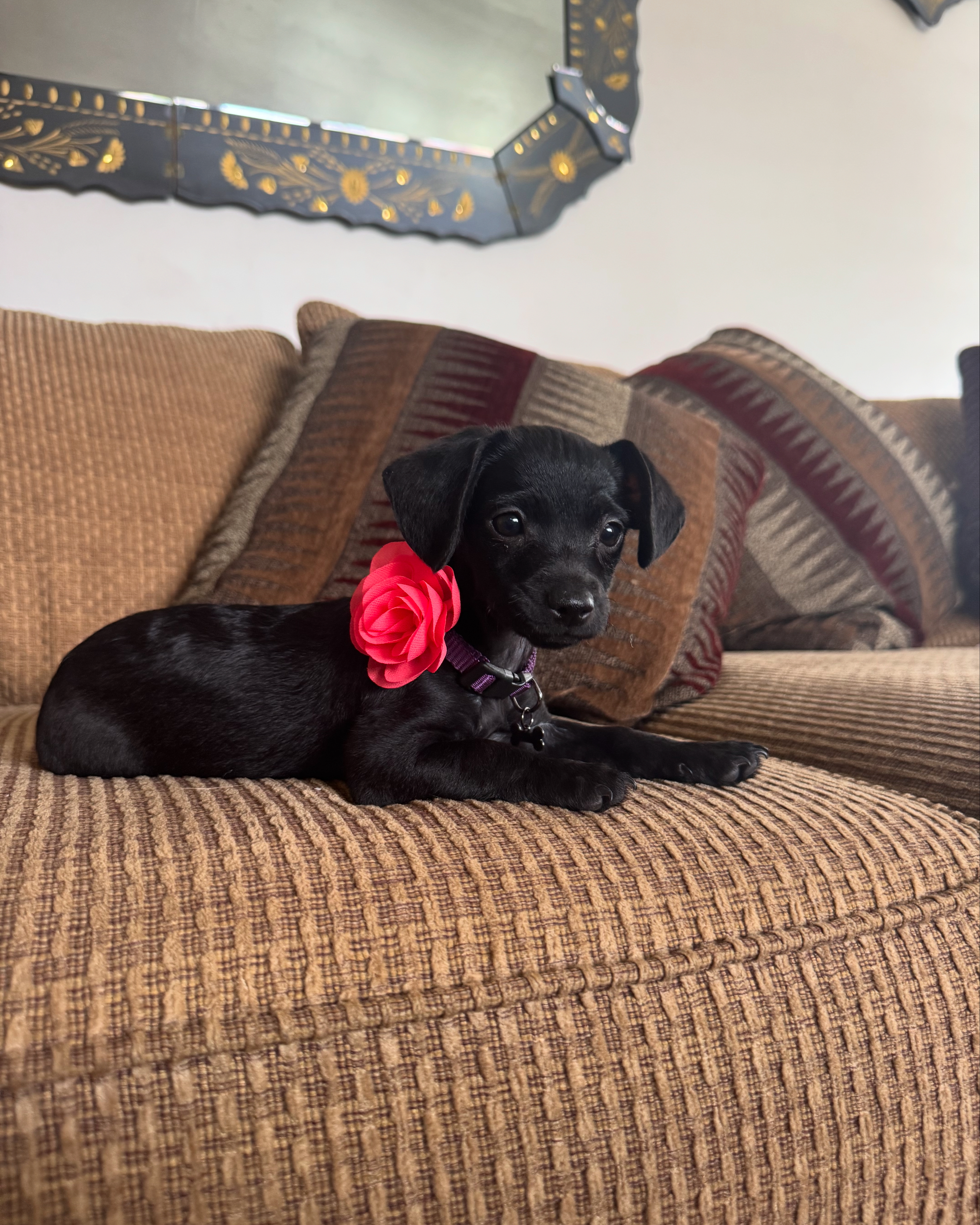 Foto de Nala Garcia con microchip 990000012843423
