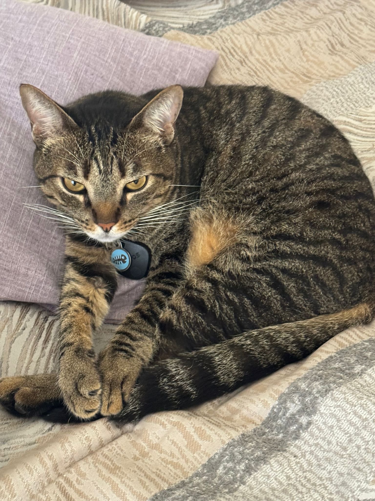 Foto de Julian con microchip 990000014111569