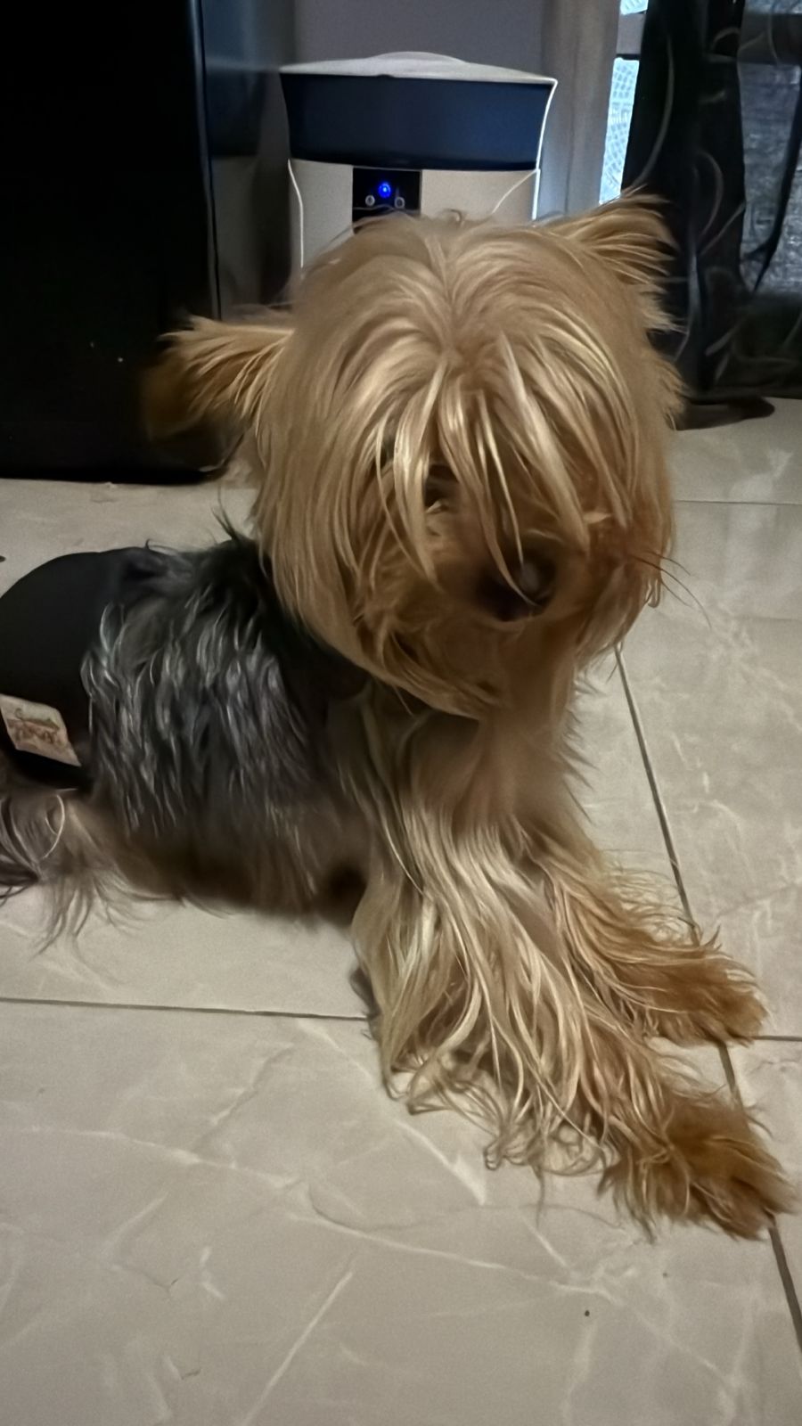 Foto de Chewbako con microchip 990000012841505