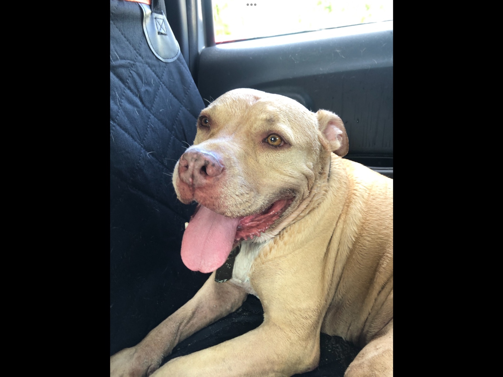 Foto de Patricio con microchip 977200009077580