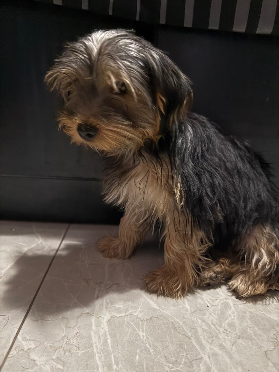 Foto de Estrellita con microchip 990000012842261