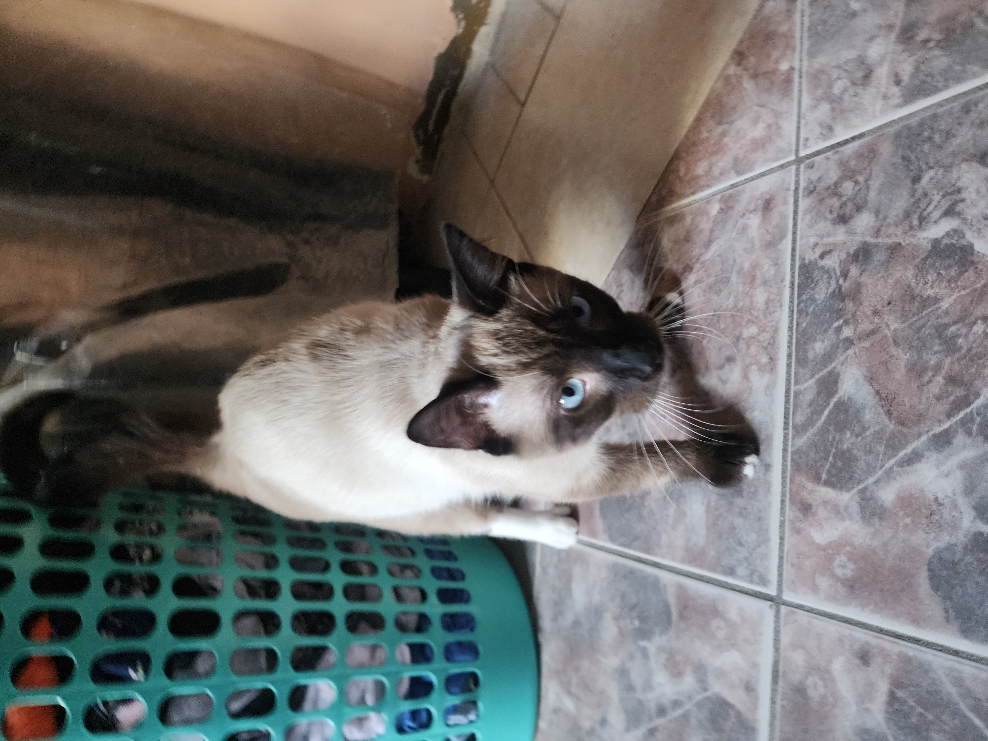 Foto de Renato con microchip 990000012823948