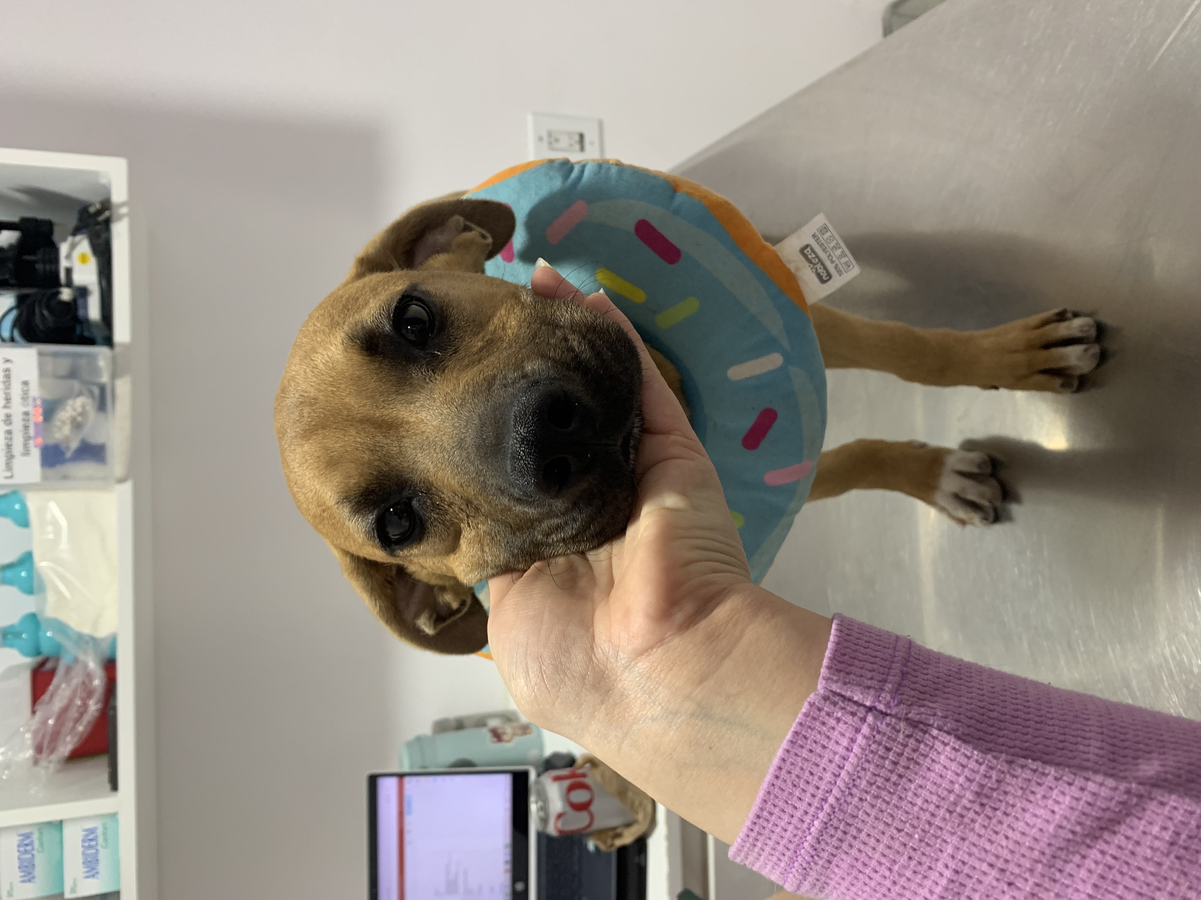 Foto de Camila Trejo con microchip 990000012835063