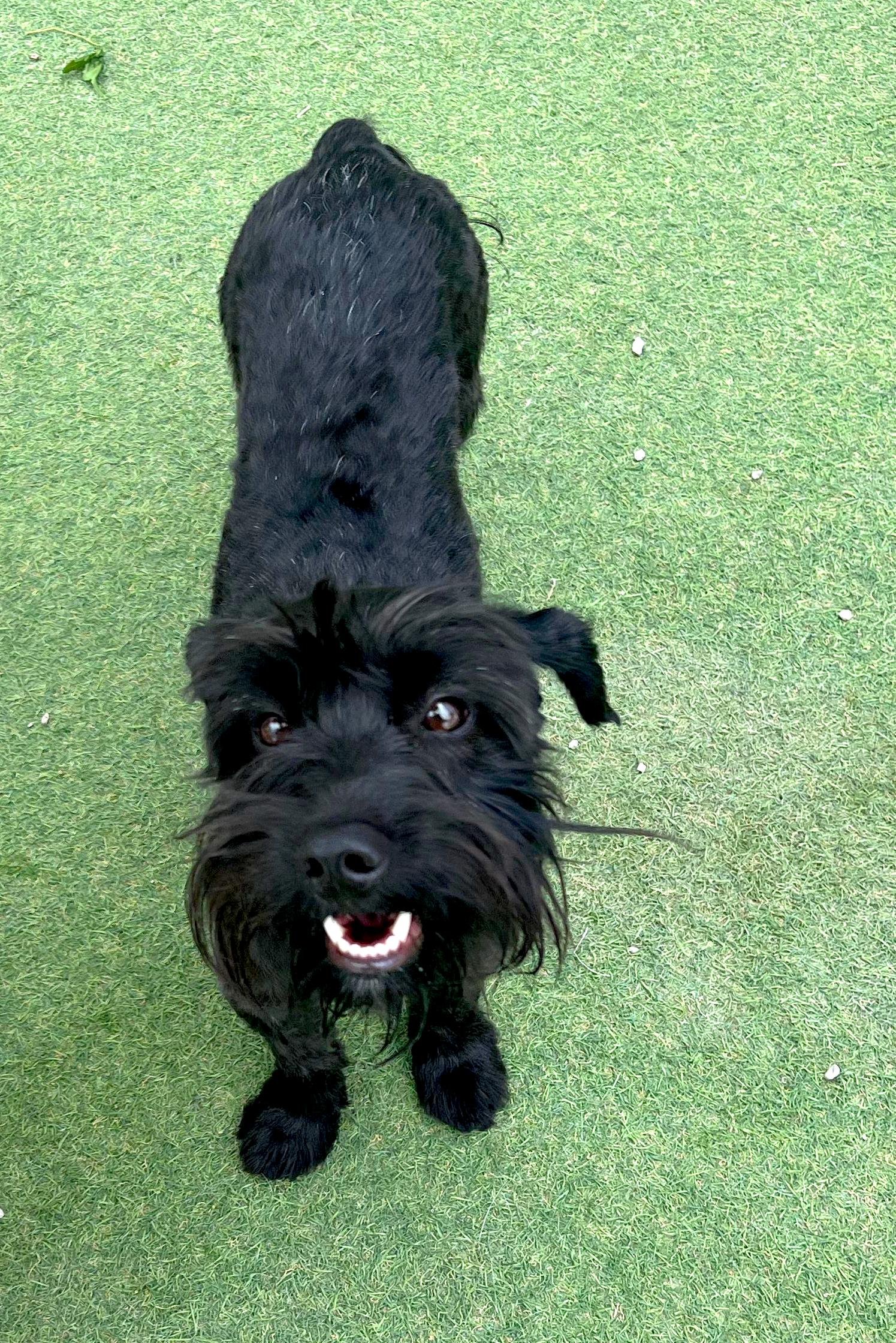Foto de Grizzly con microchip 990000012838790