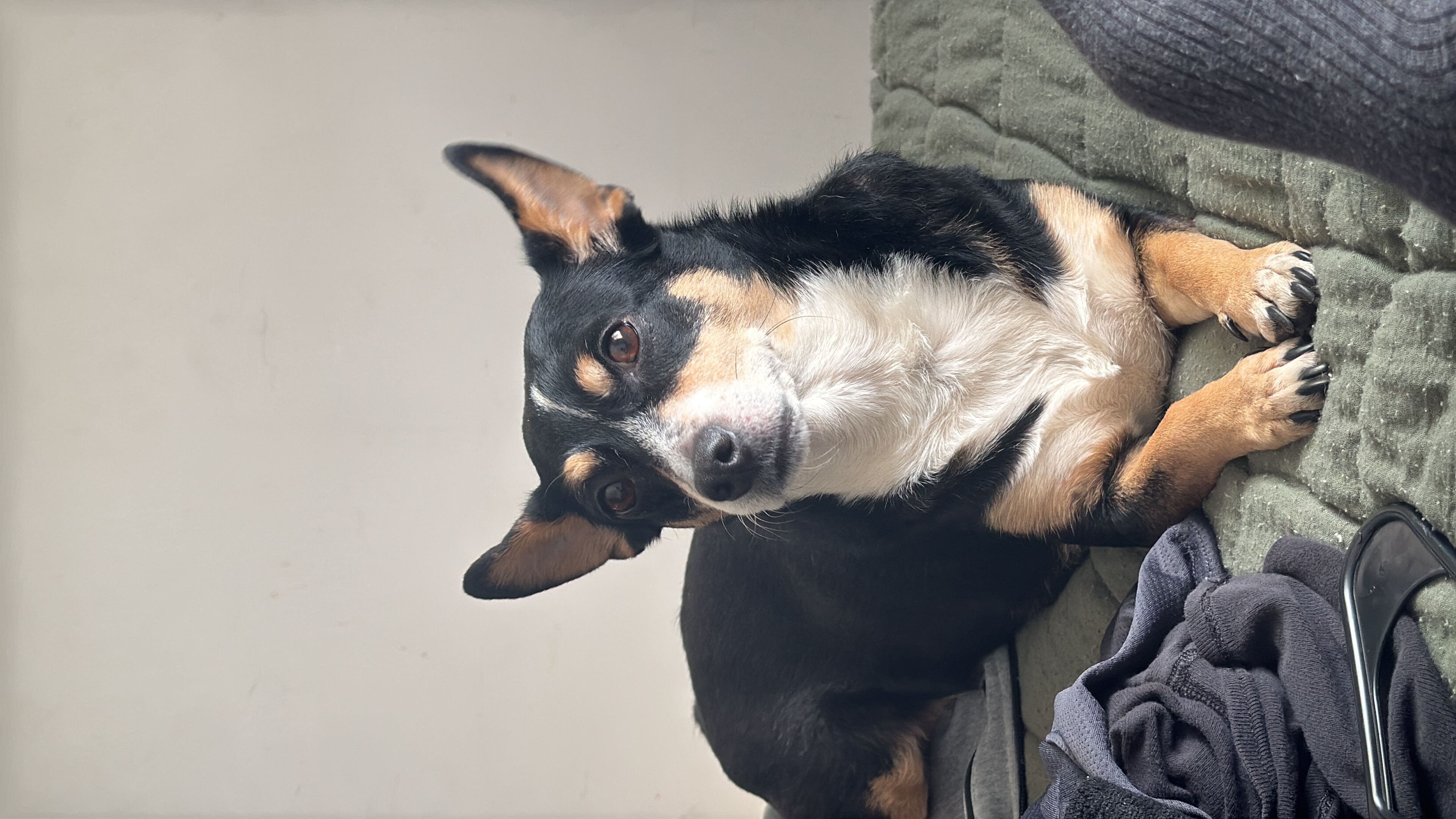 Foto de Karreno con microchip 990000012841522