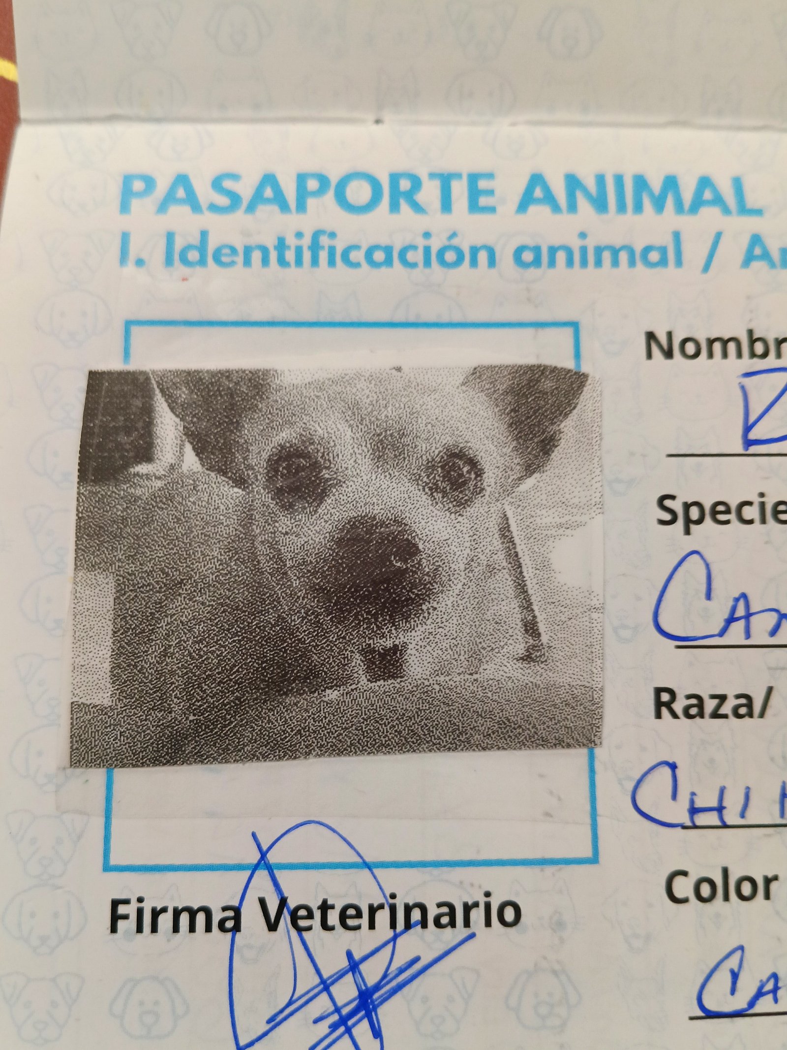 Foto de Rico con microchip 990000012823915