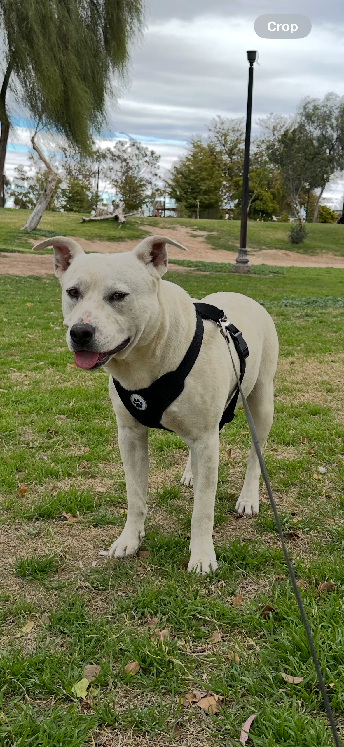 Foto de Doty con microchip 990000012840596