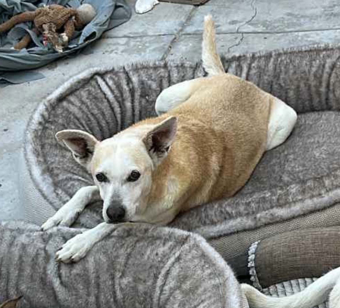 Foto de Rocco con microchip 990000012845132