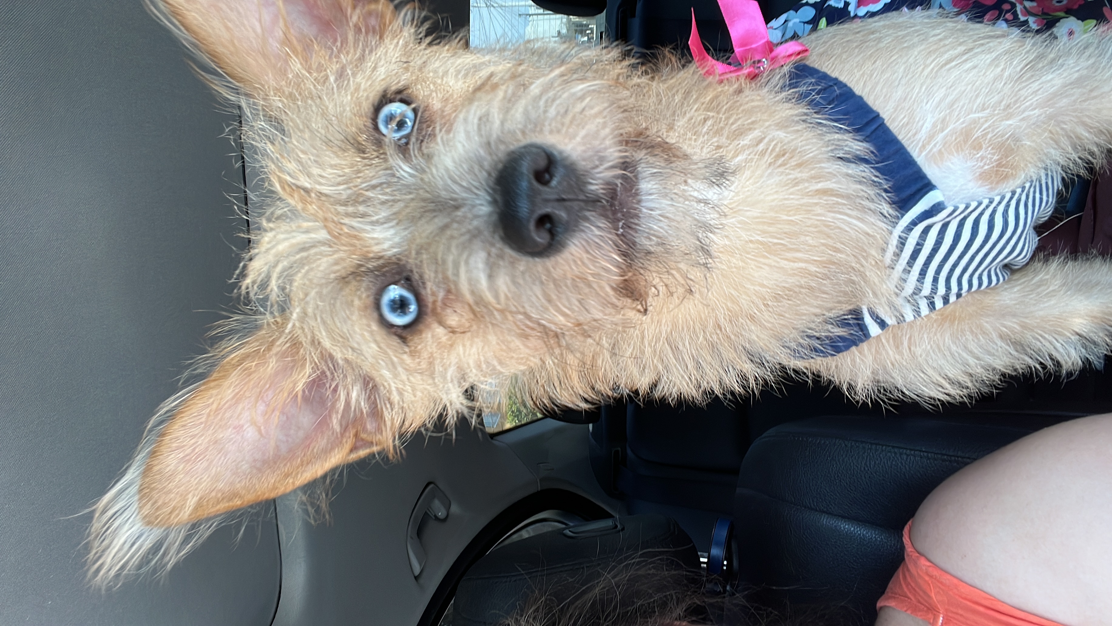 Foto de Chiquis con microchip 990000012840268