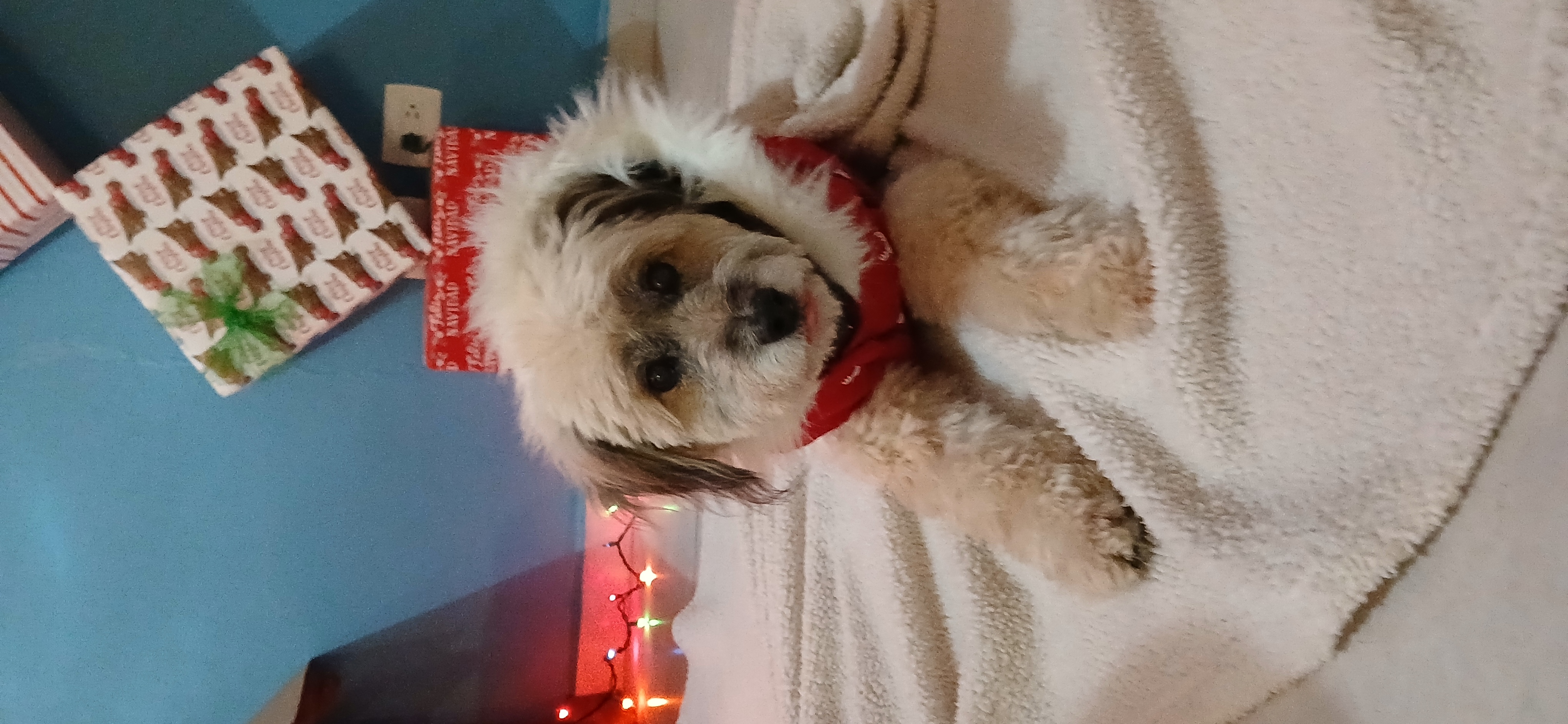 Foto de Cookie con microchip 990000012840379