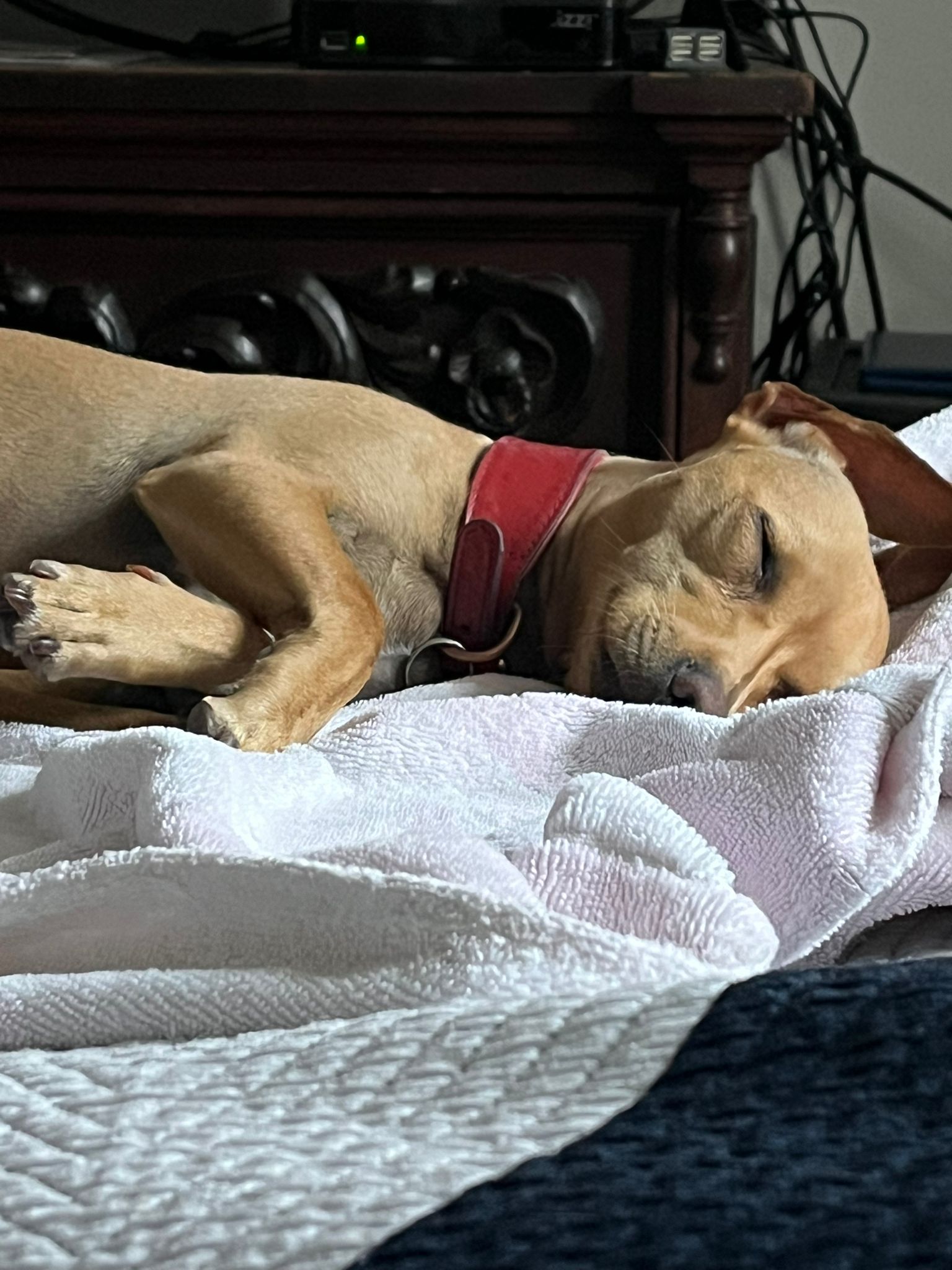 Foto de LEYRE con microchip 990000014162509