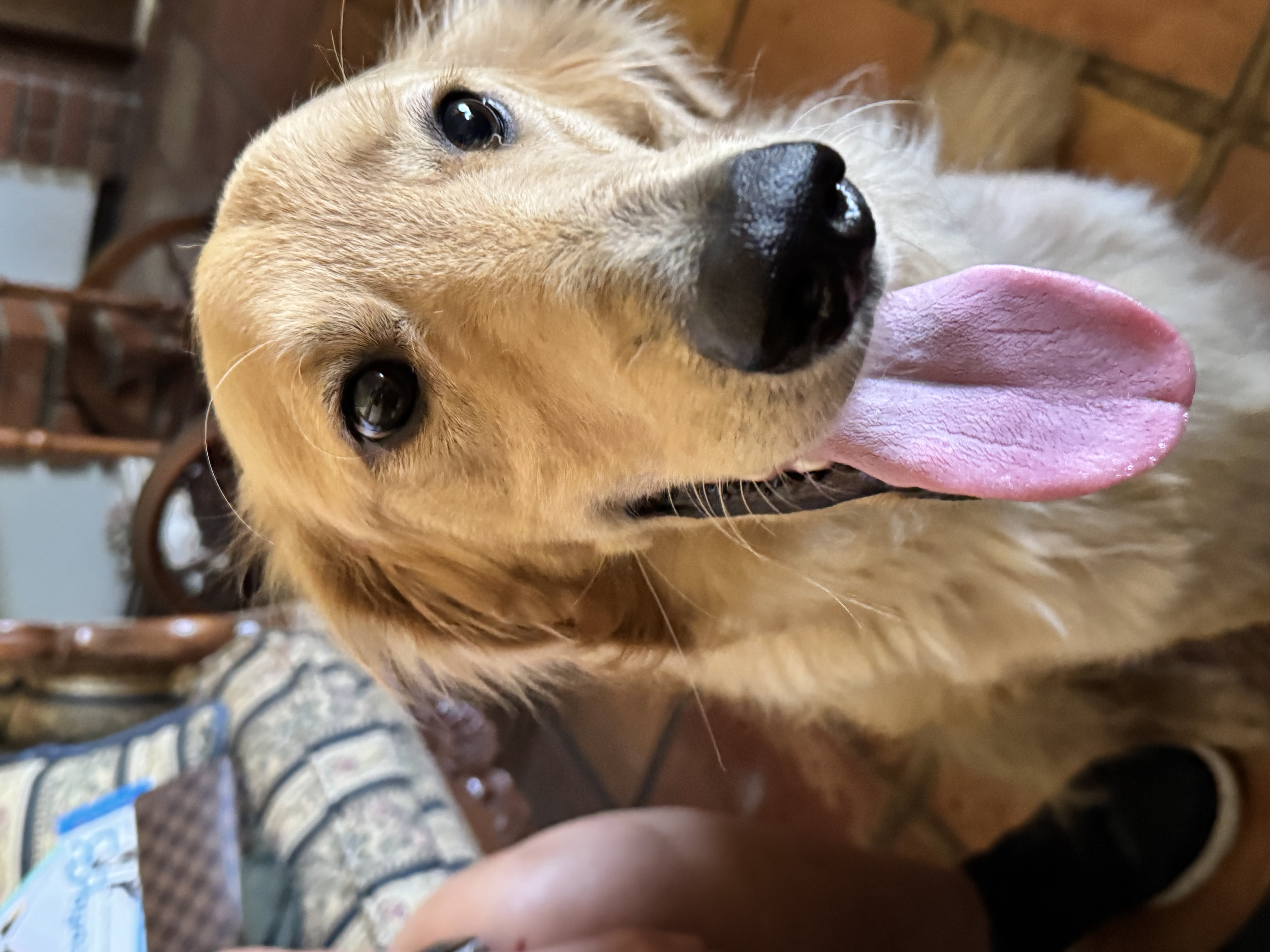 Foto de Stanley con microchip 990000012841026