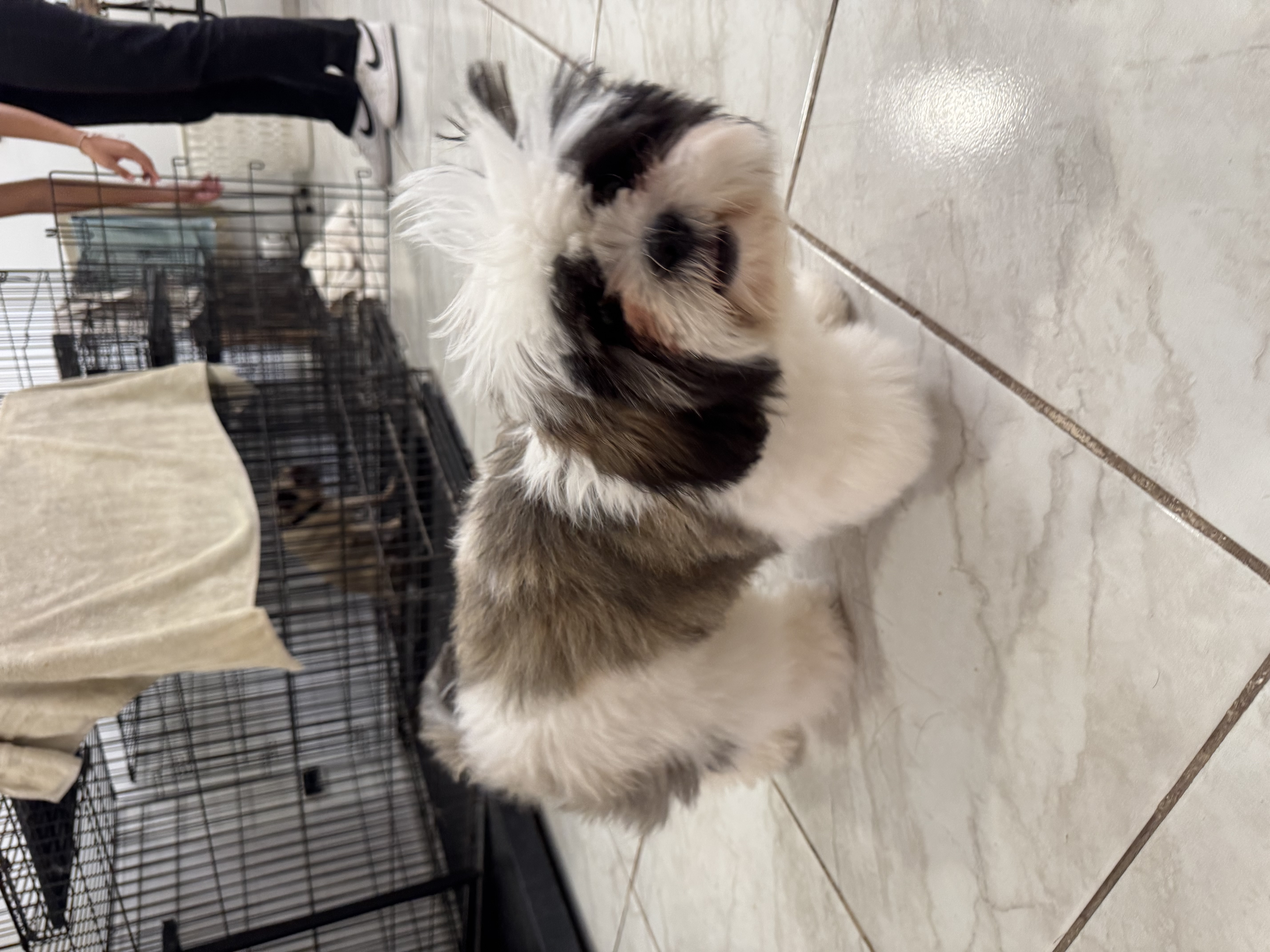 Foto de Rocky con microchip 990000012843336