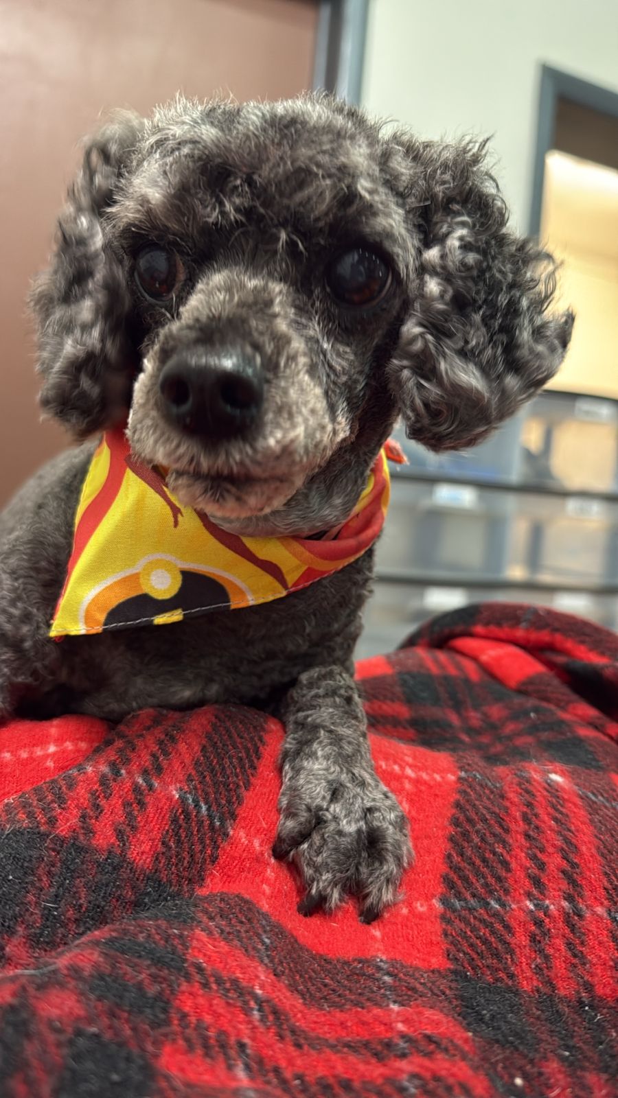 Foto de babyboy con microchip 990000012843793