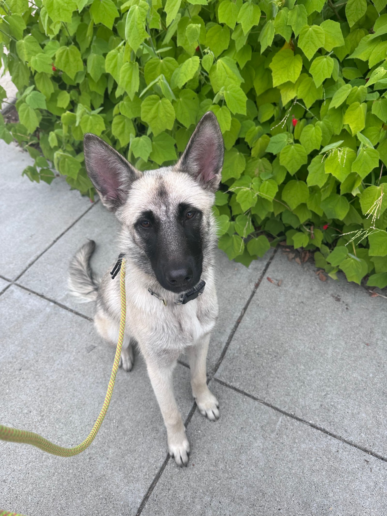 Foto de Cleo con microchip 990000014165478