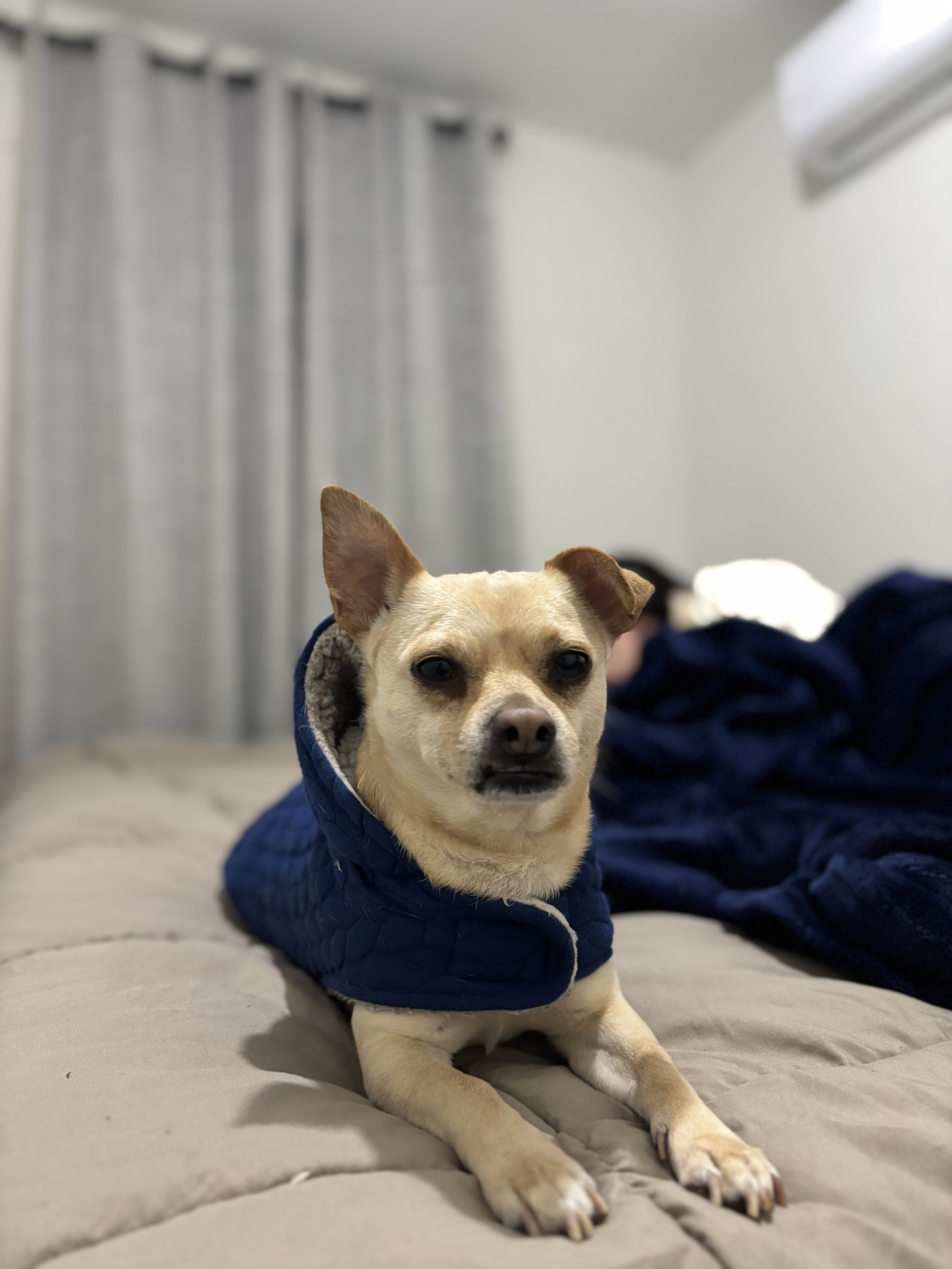 Foto de garu con microchip 990000012848521