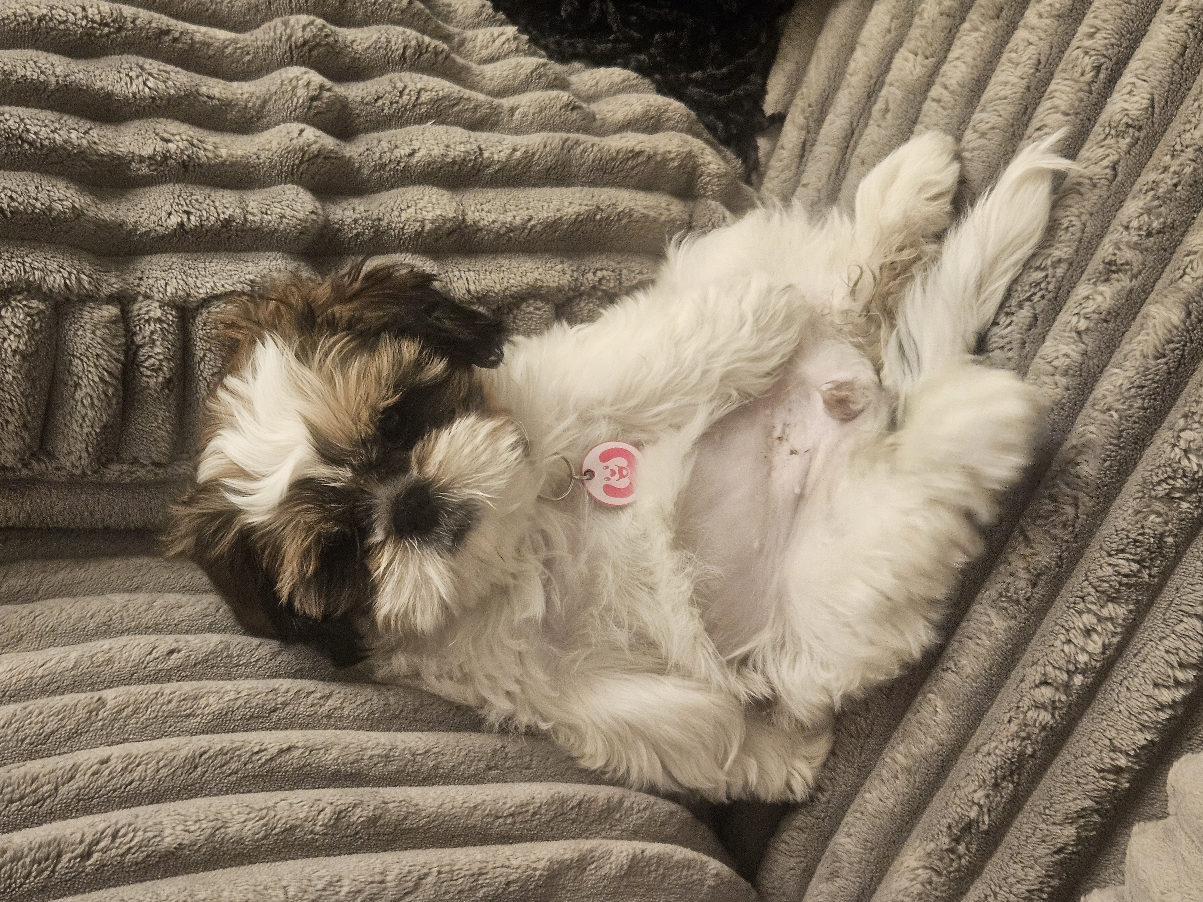 Foto de Mily con microchip 990000012823818