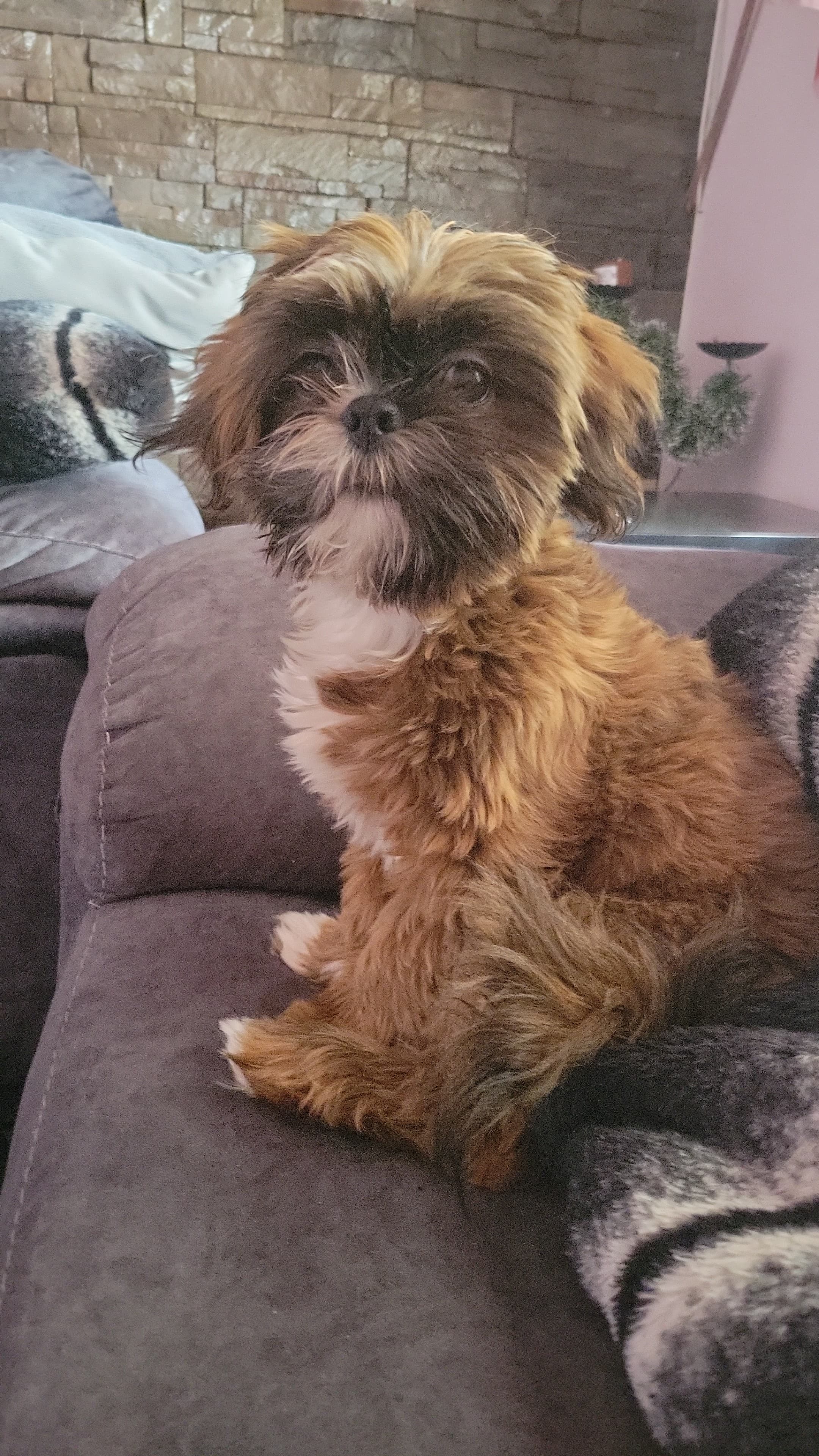 Foto de Scott con microchip 990000014165237