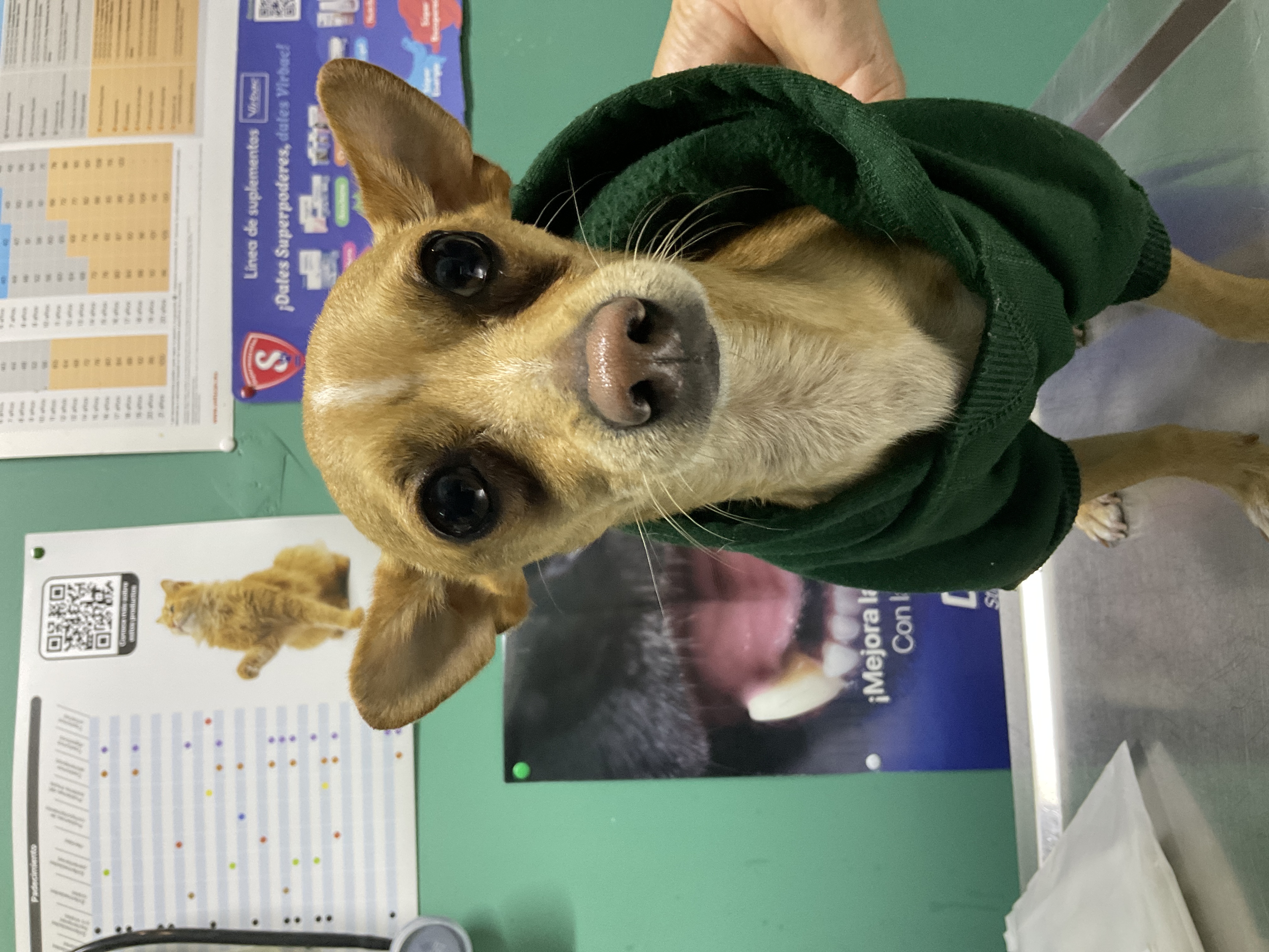 Foto de Jack con microchip 900215010518877