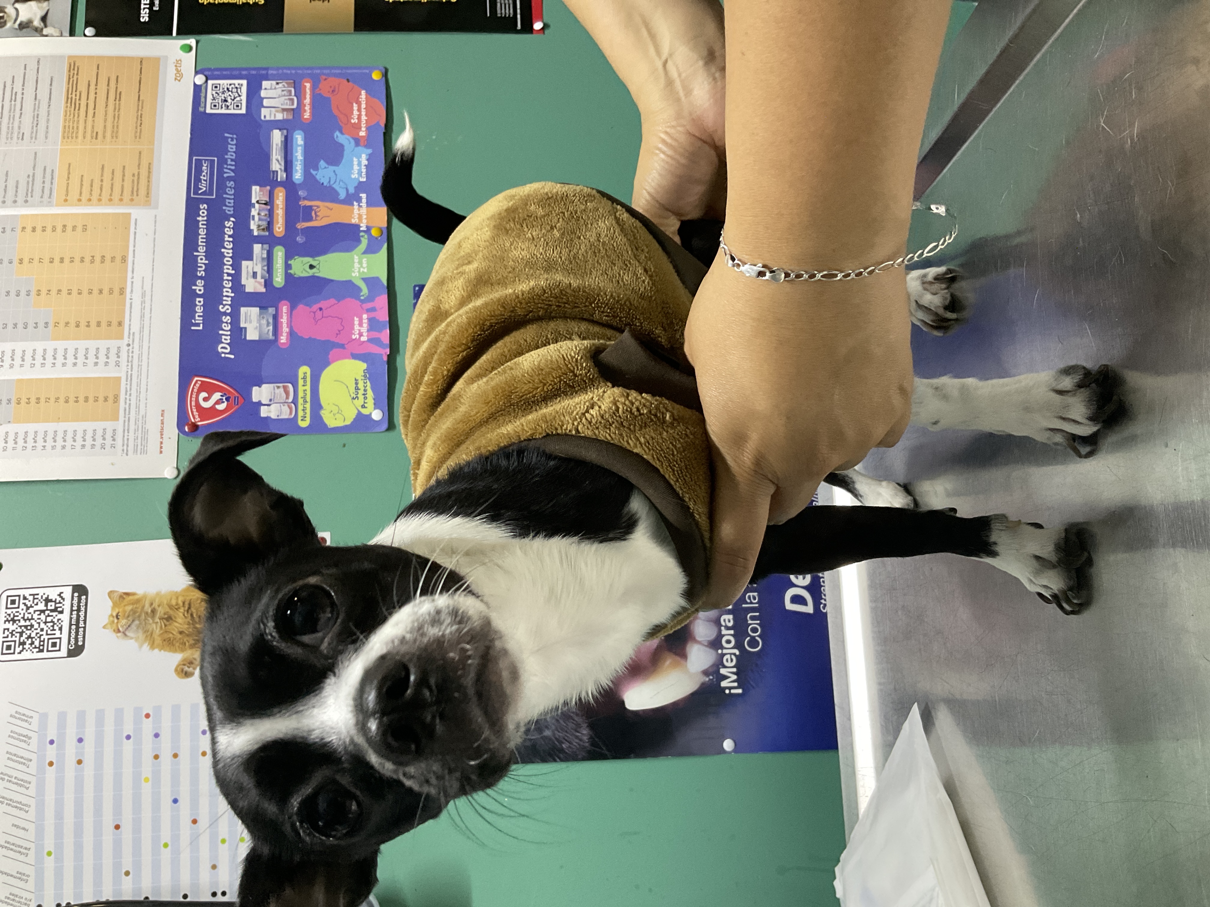 Foto de Blacky con microchip 900255001916250