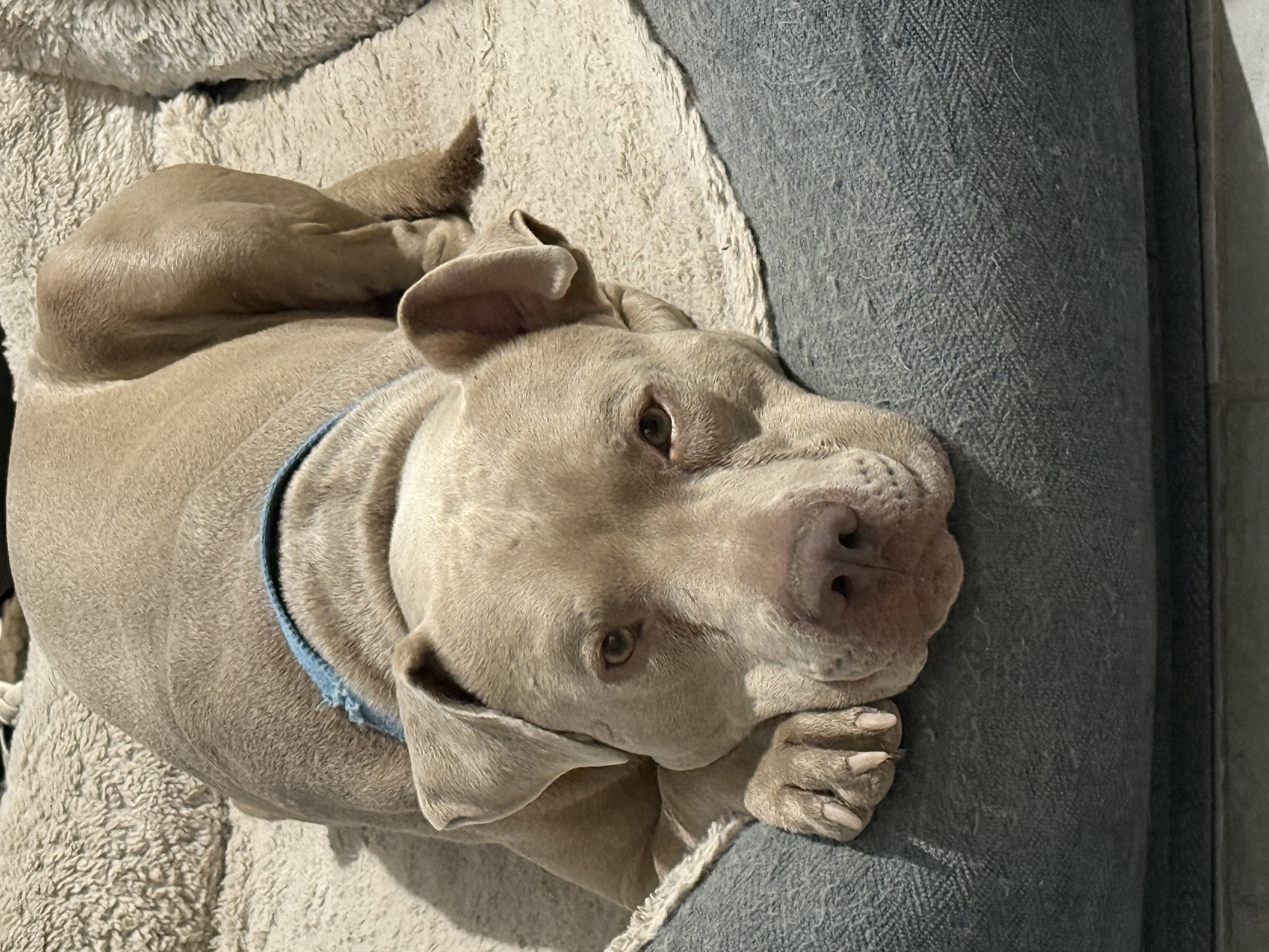 Foto de BROLY con microchip 990000014165219