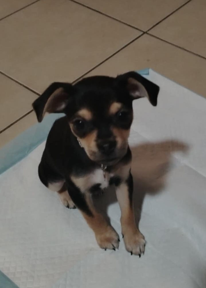 Foto de Franky con microchip 990000014163707